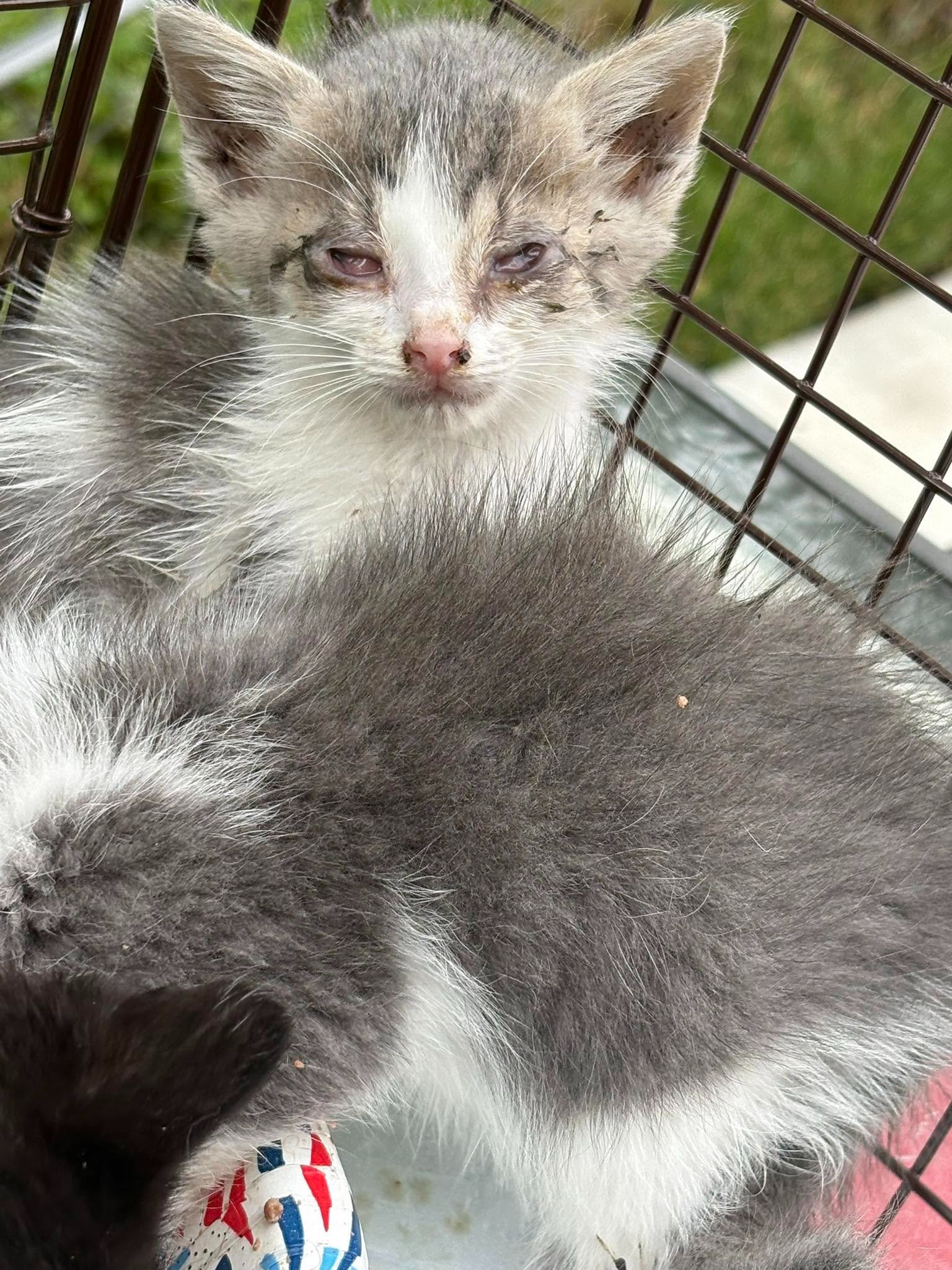 Help Save Detroit's Cats & Dogs campaign photo, 4 of 8