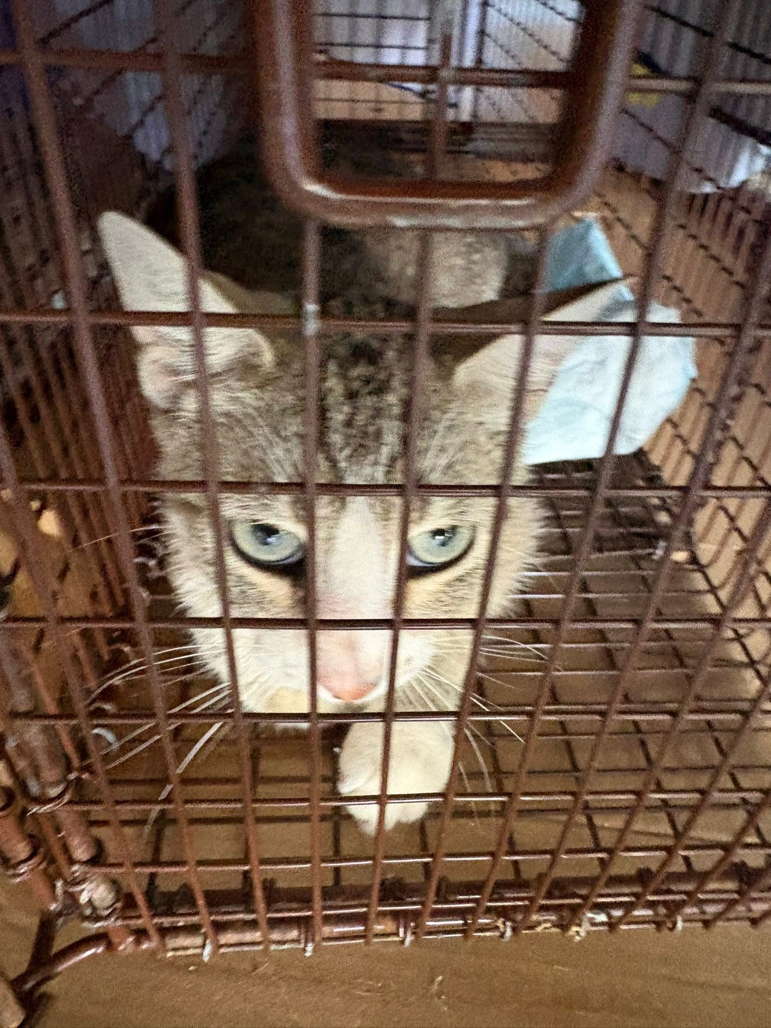 Help Save Detroit's Cats & Dogs campaign photo, 5 of 8