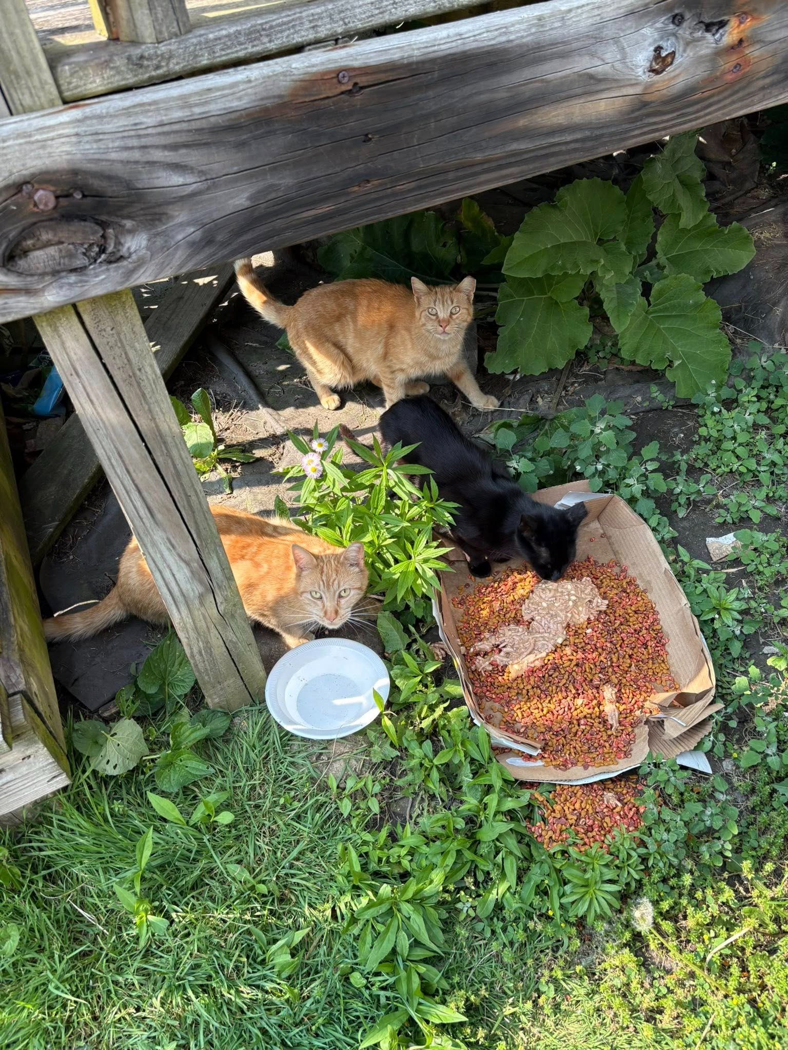 Help Save Detroit's Cats & Dogs campaign photo, 6 of 8