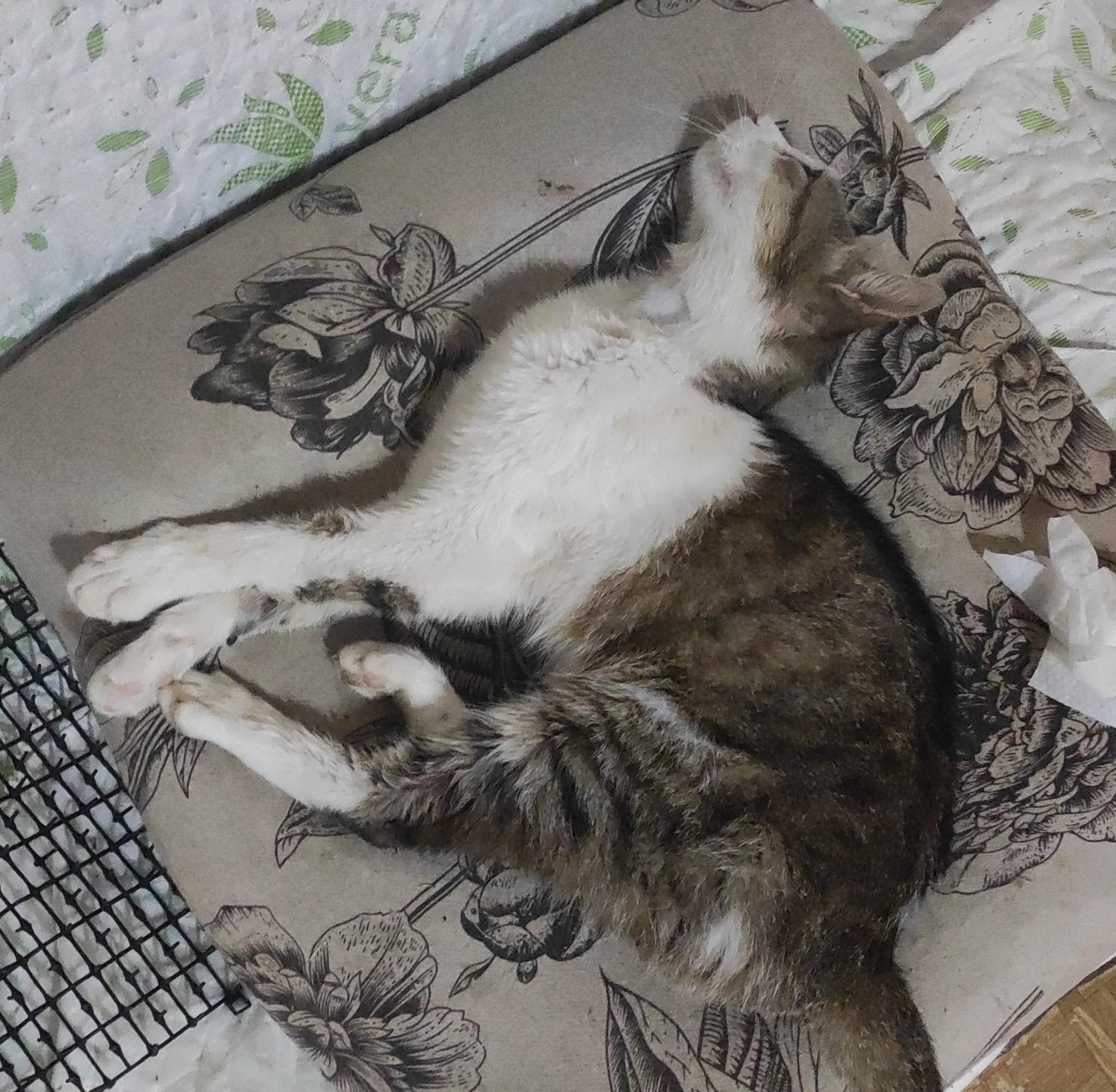 Ares,84 giorni di terapia per la FIP. campaign photo, 6 of 7