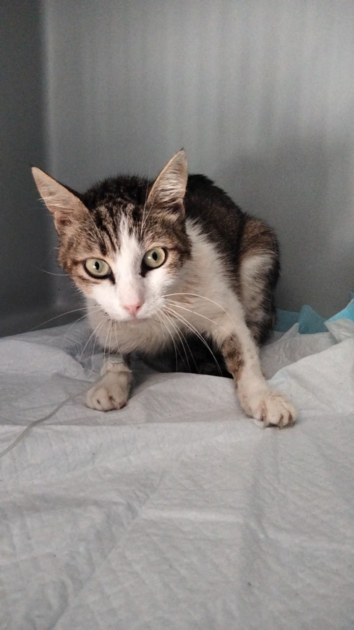 Ares,84 giorni di terapia per la FIP. campaign photo, 5 of 7