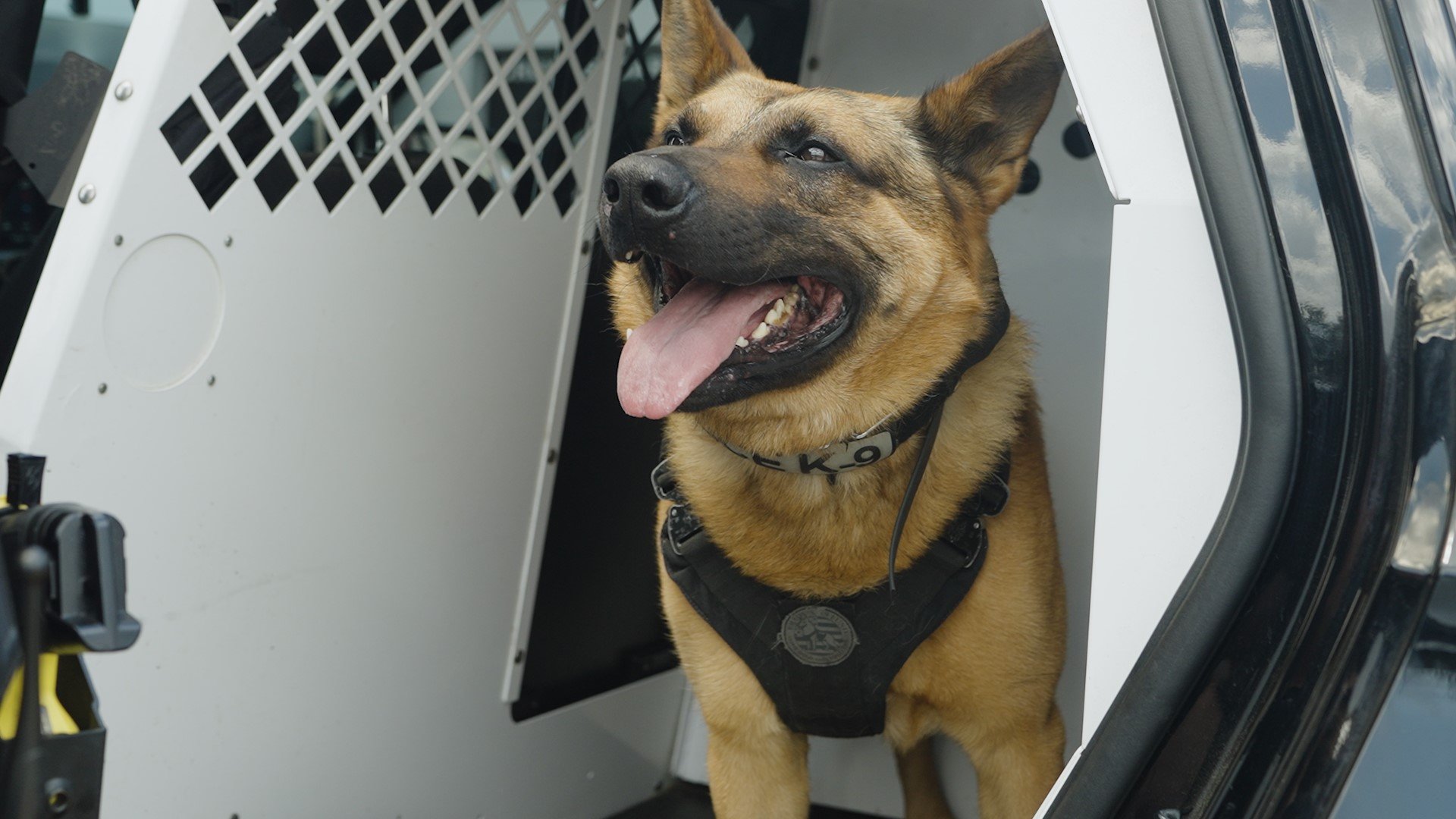 Double your impact: Storm Vests for NCPD k9 unit campaign photo, 4 of 8