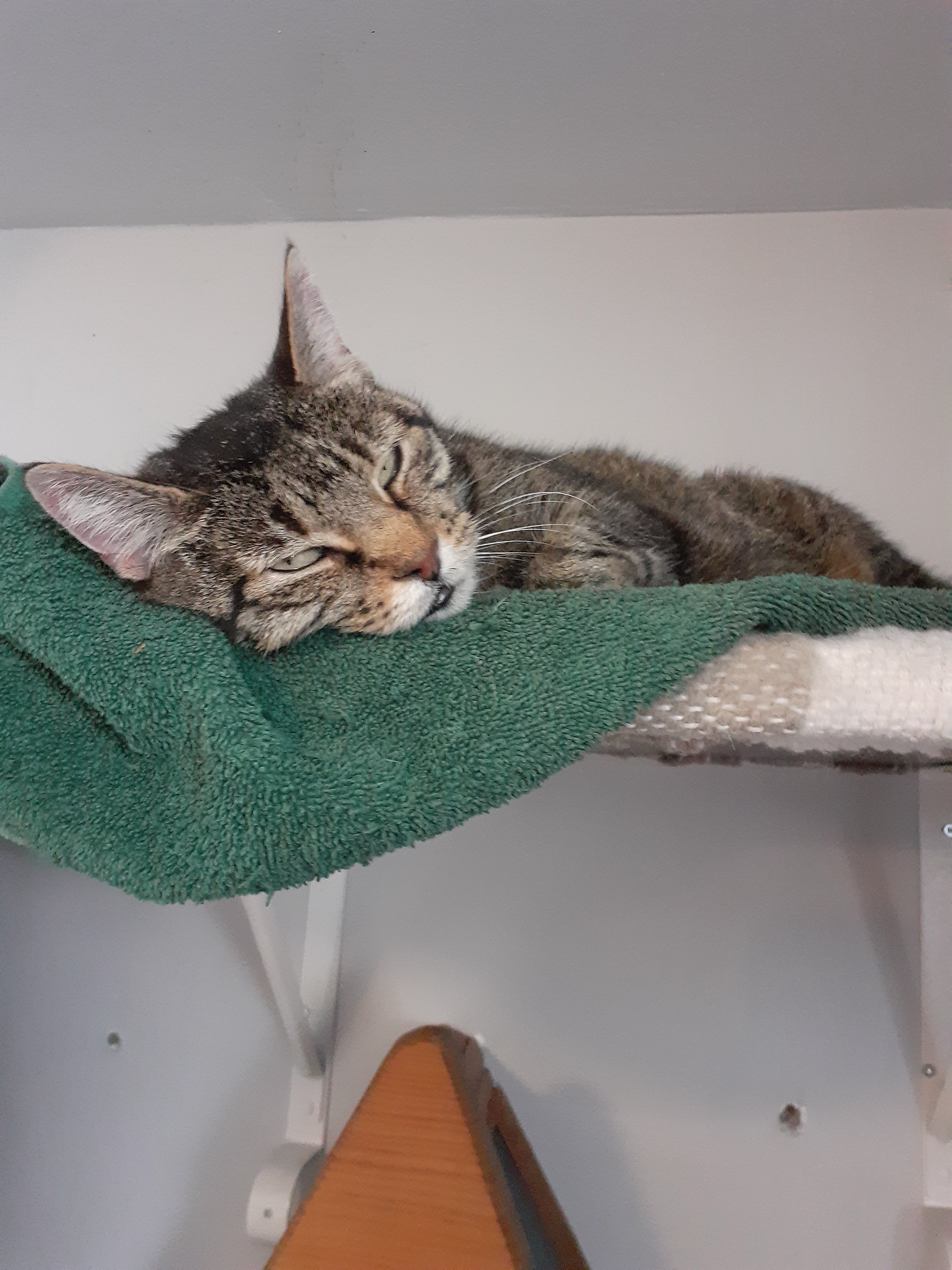 Help pay for Stella's lymphoma treatment campaign photo, 2 of 7