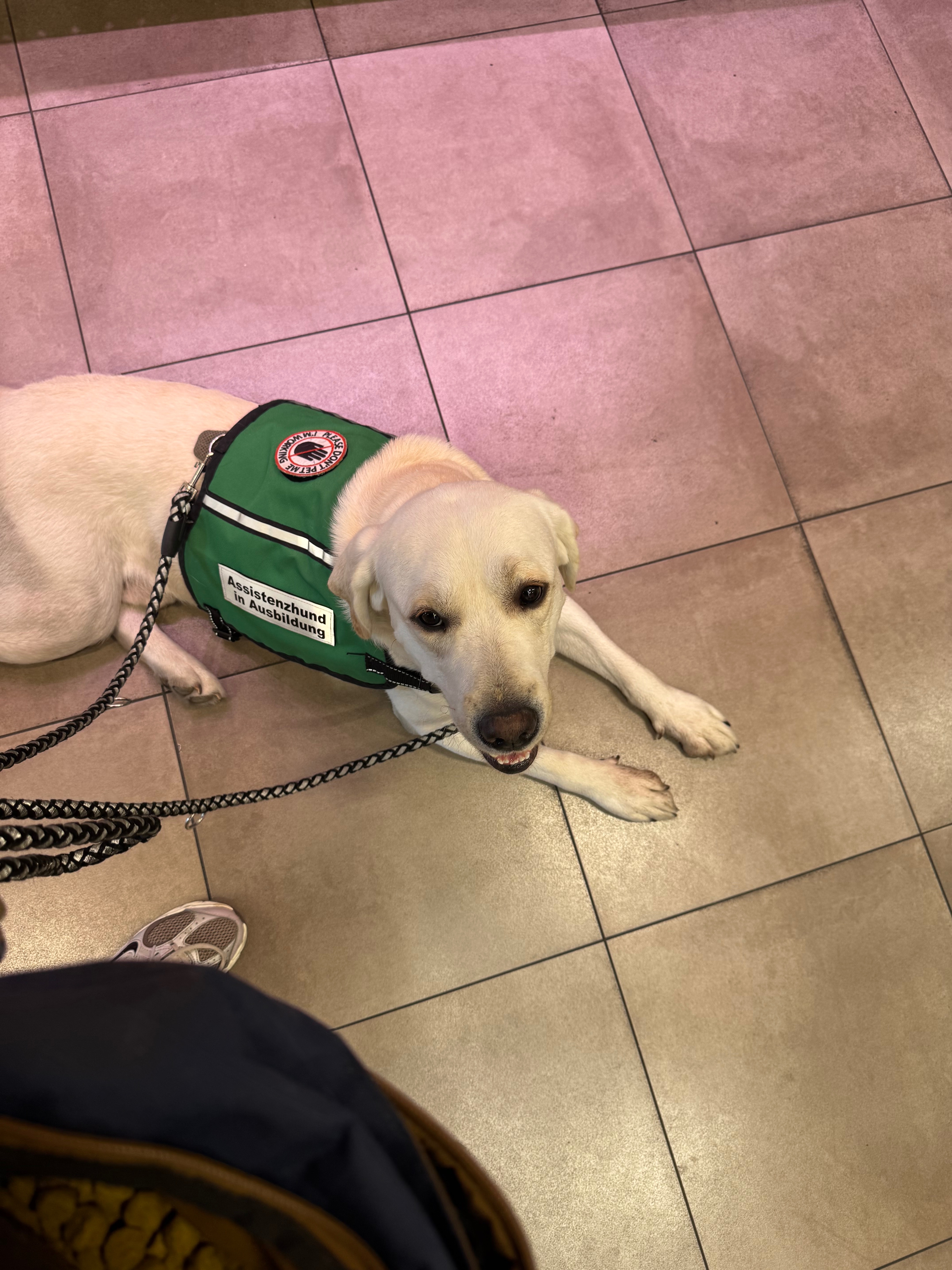 Hilf uns auf dem Weg zum Team! Assistenzhund Hugo campaign photo, 4 of 5