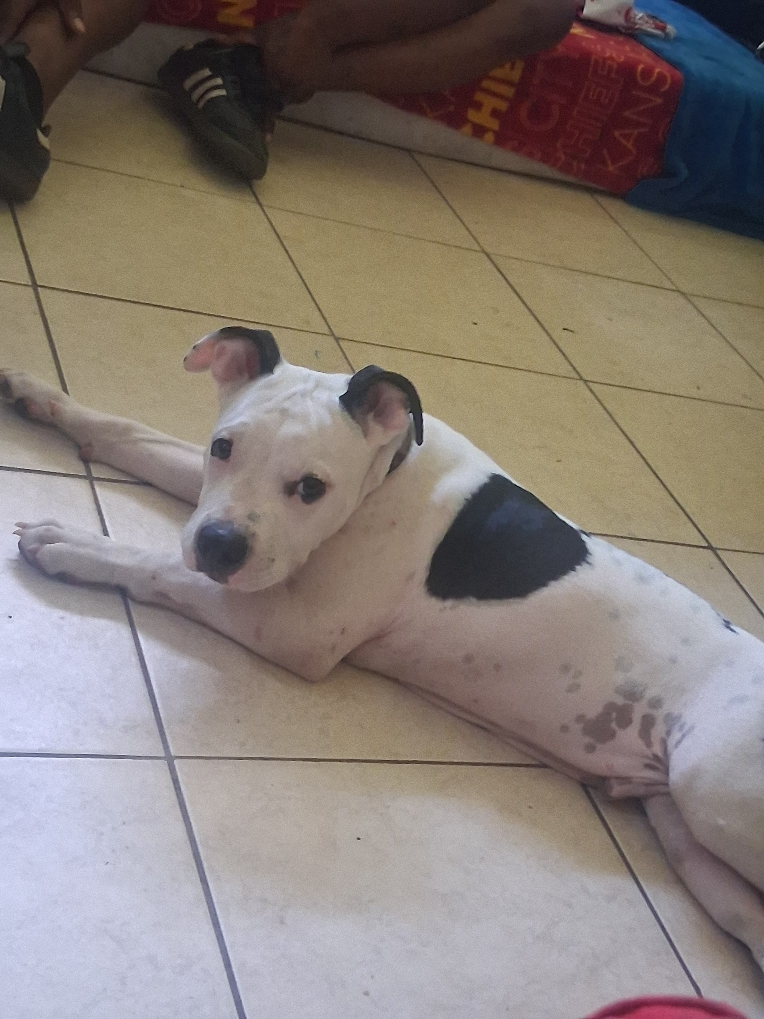 Help My Puppy Recover from Hip Injury campaign photo, 4 of 8