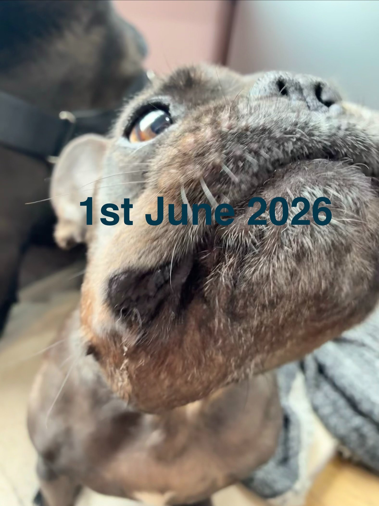 Help Toffee Keep Fighting ❤️ campaign photo, 4 of 10