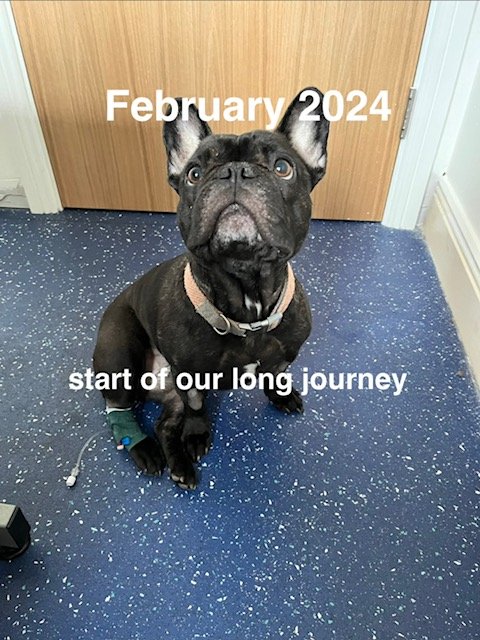 Help Toffee Keep Fighting ❤️ campaign photo, 5 of 10