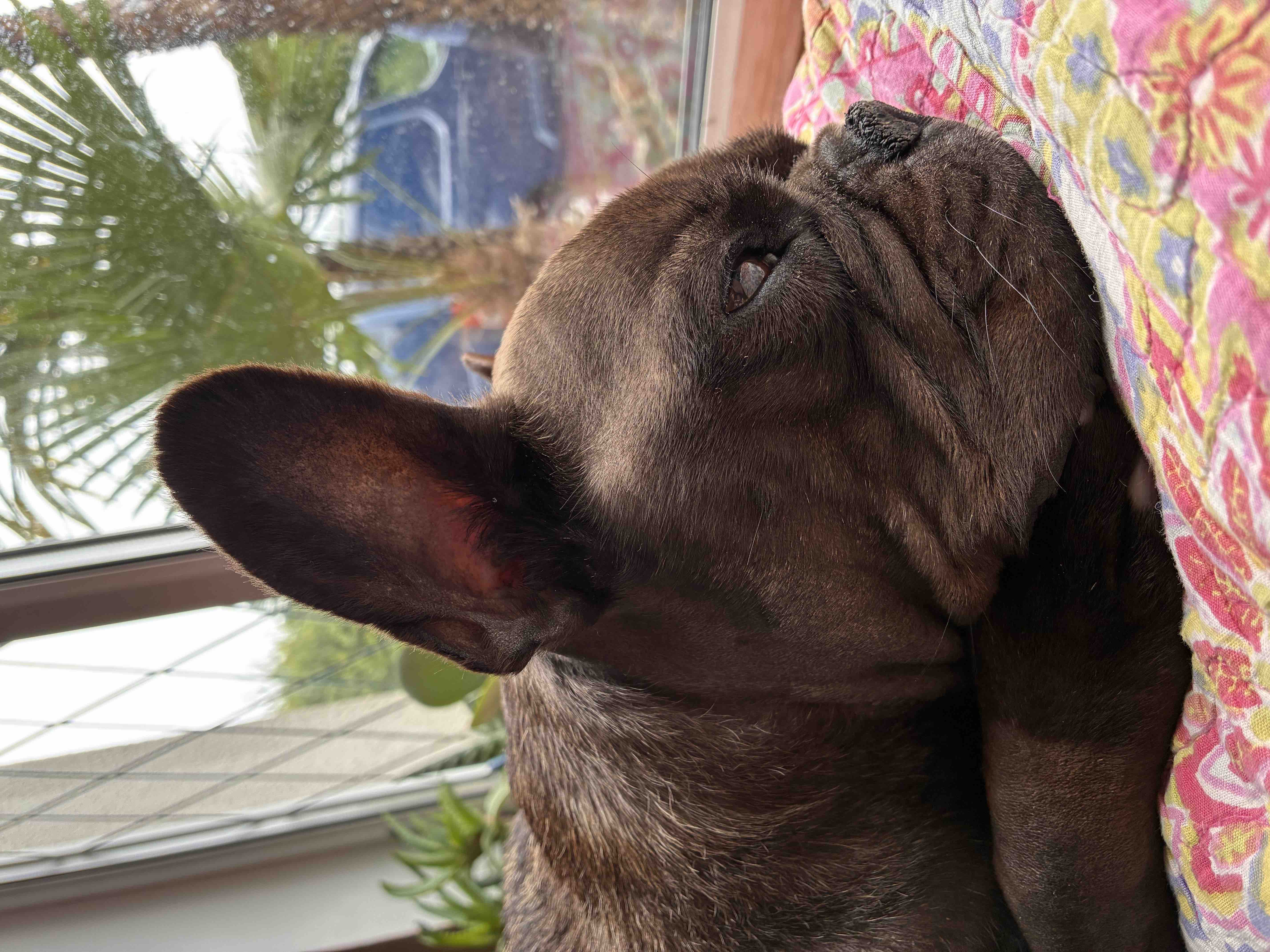 Help Toffee Keep Fighting ❤️ campaign photo, 6 of 10