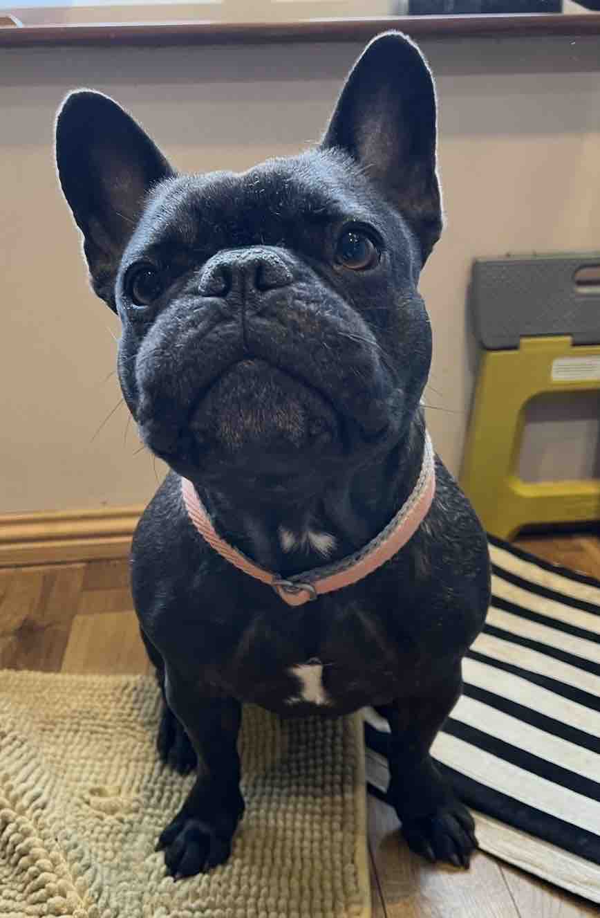 Help Toffee Keep Fighting ❤️ campaign photo, 8 of 10