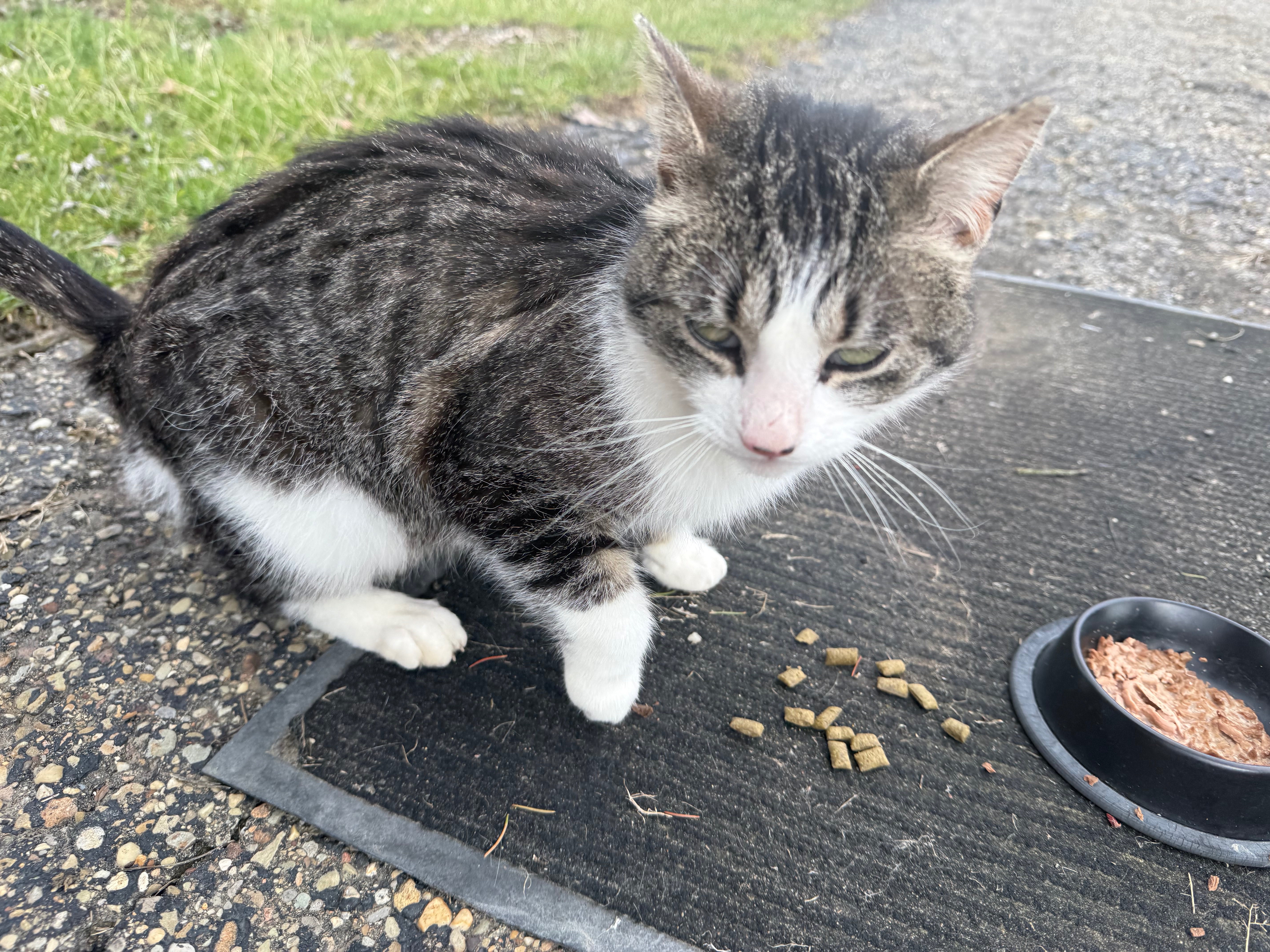 Help Our Stray Kitty Become a Loved House Cat campaign photo, 6 of 7