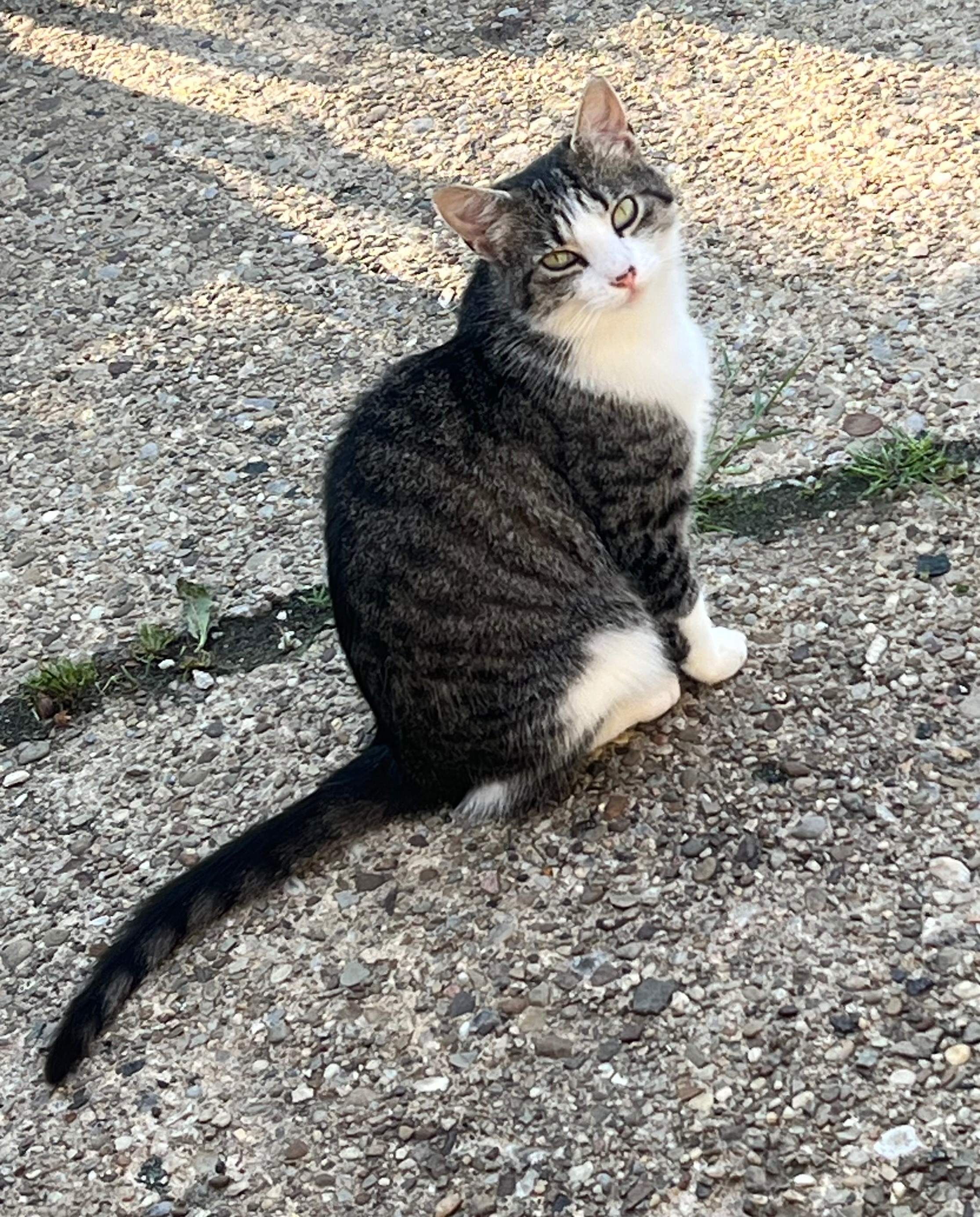 Help Our Stray Kitty Become a Loved House Cat campaign photo, 2 of 7