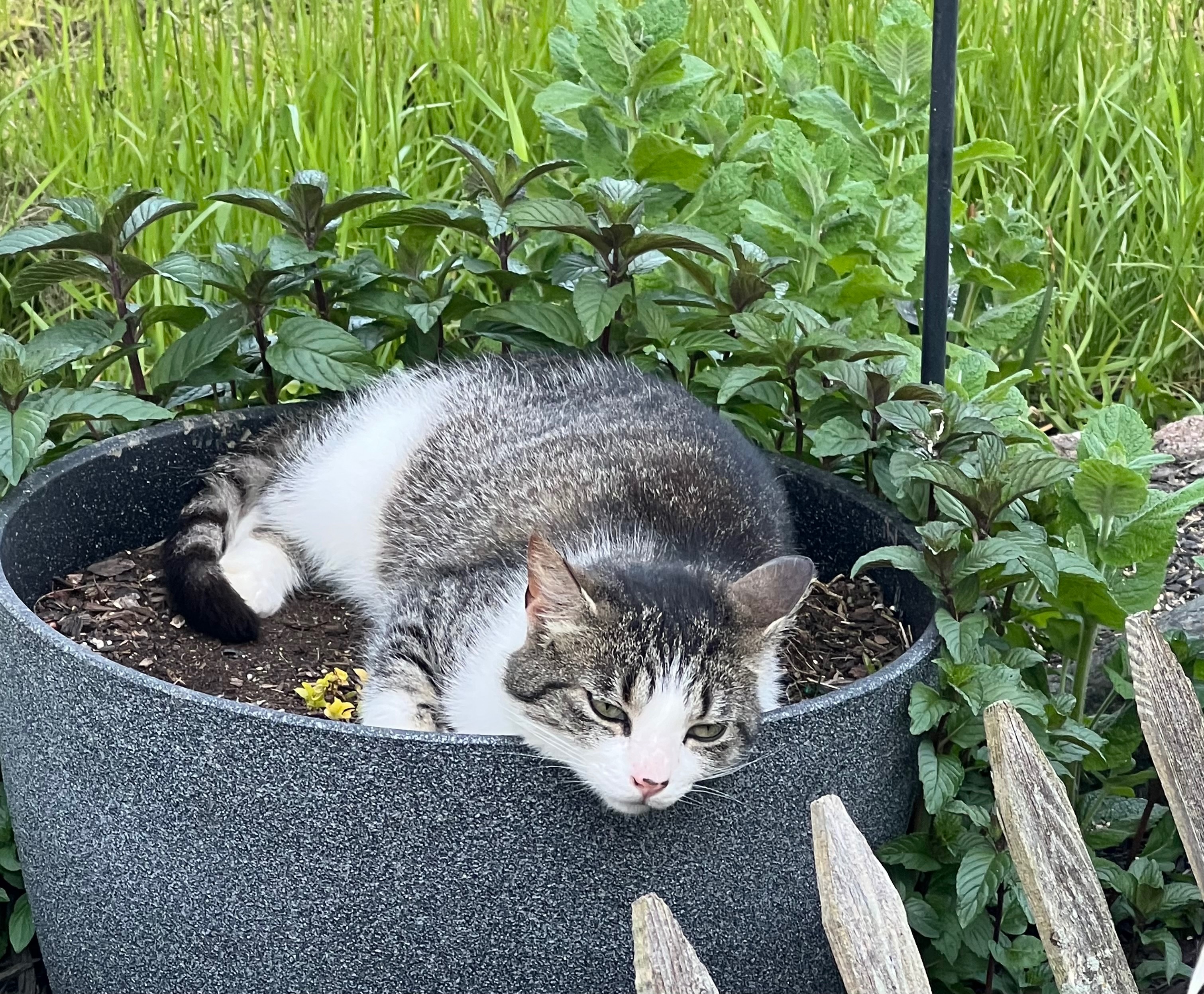 Help Our Stray Kitty Become a Loved House Cat campaign photo, 4 of 7