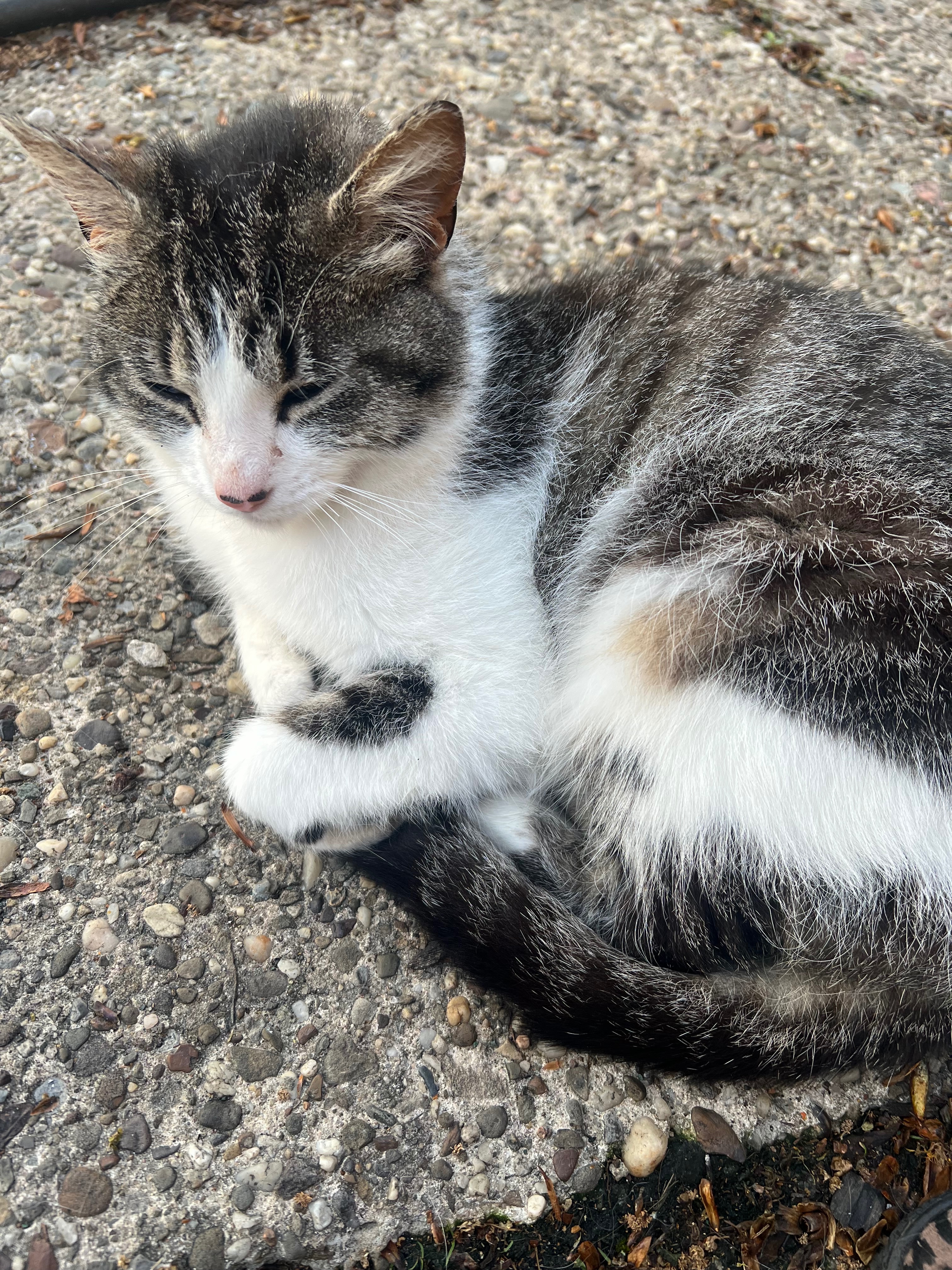 Help Our Stray Kitty Become a Loved House Cat campaign photo, 5 of 7