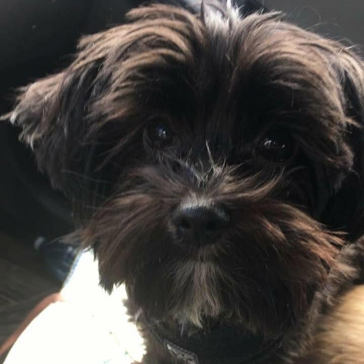 Loki - Special Support Dog campaign photo, 2 of 5