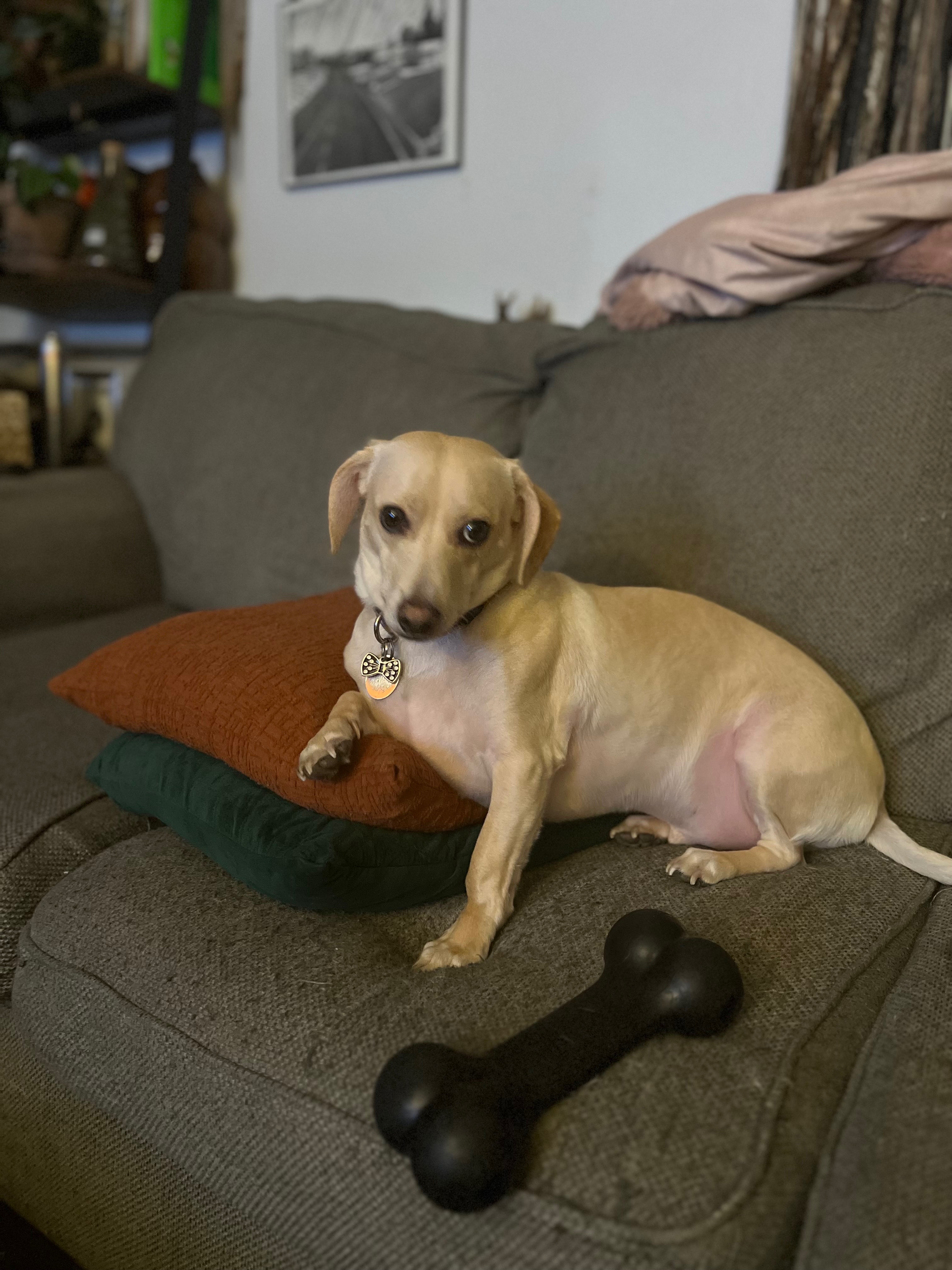 Help Howard Walk Again with Surgery campaign photo, 6 of 8