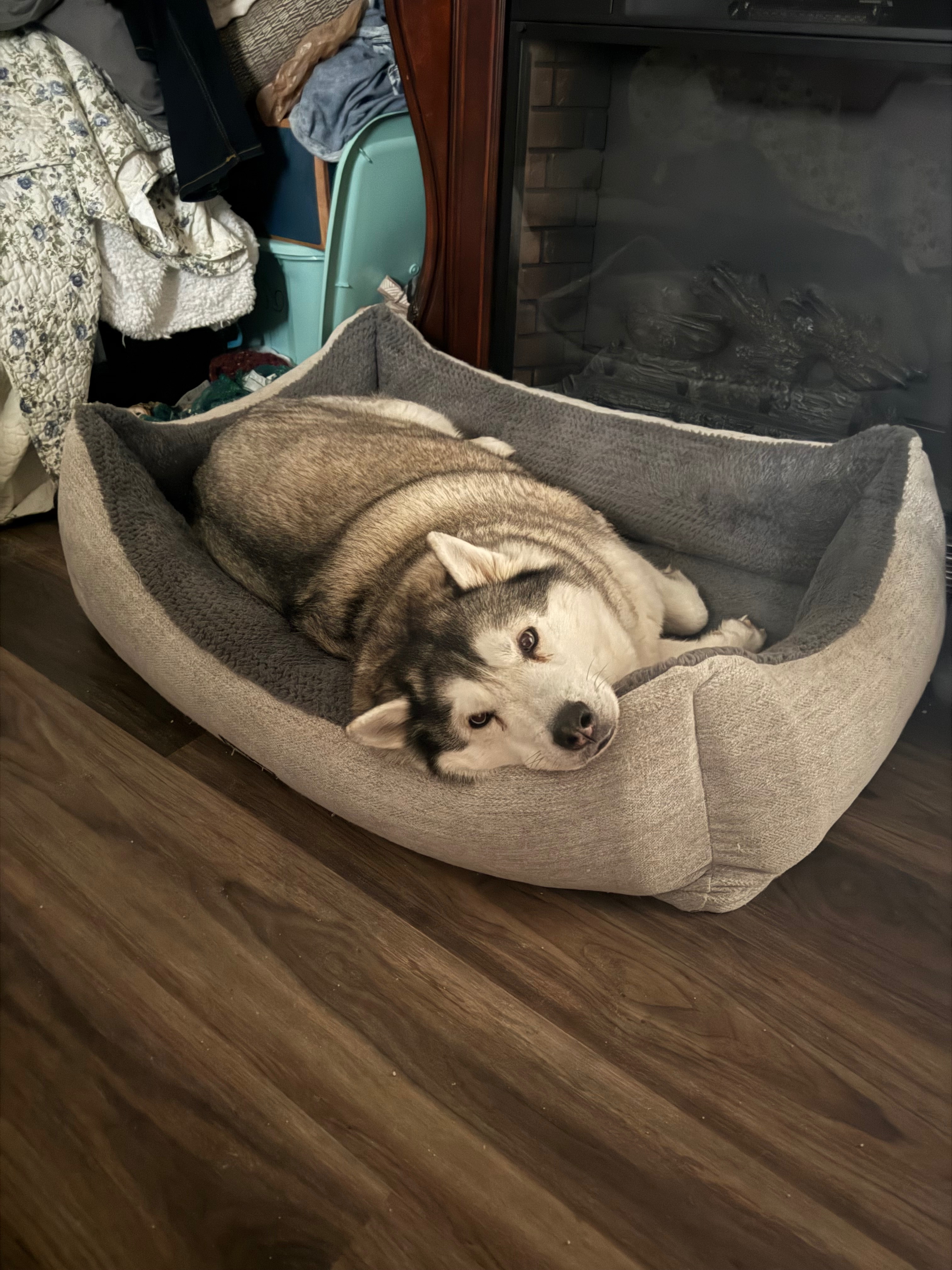 Fundraiser by Sarah Ashbrook : Help Luna be able to walk again