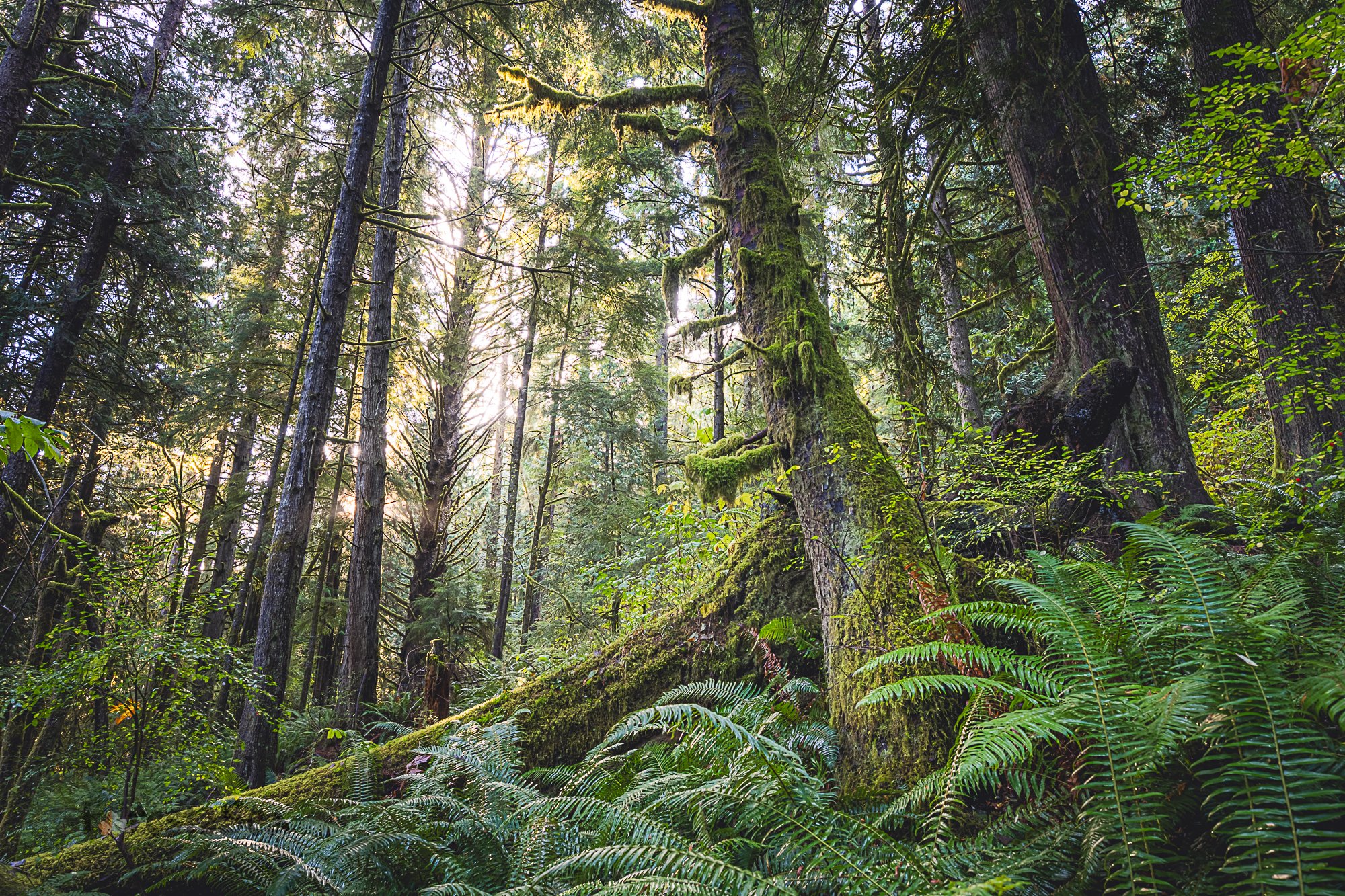 Save Twin Rivers Legacy Forests (“Doc Holliday” Timber Sale) campaign photo, 5 of 8