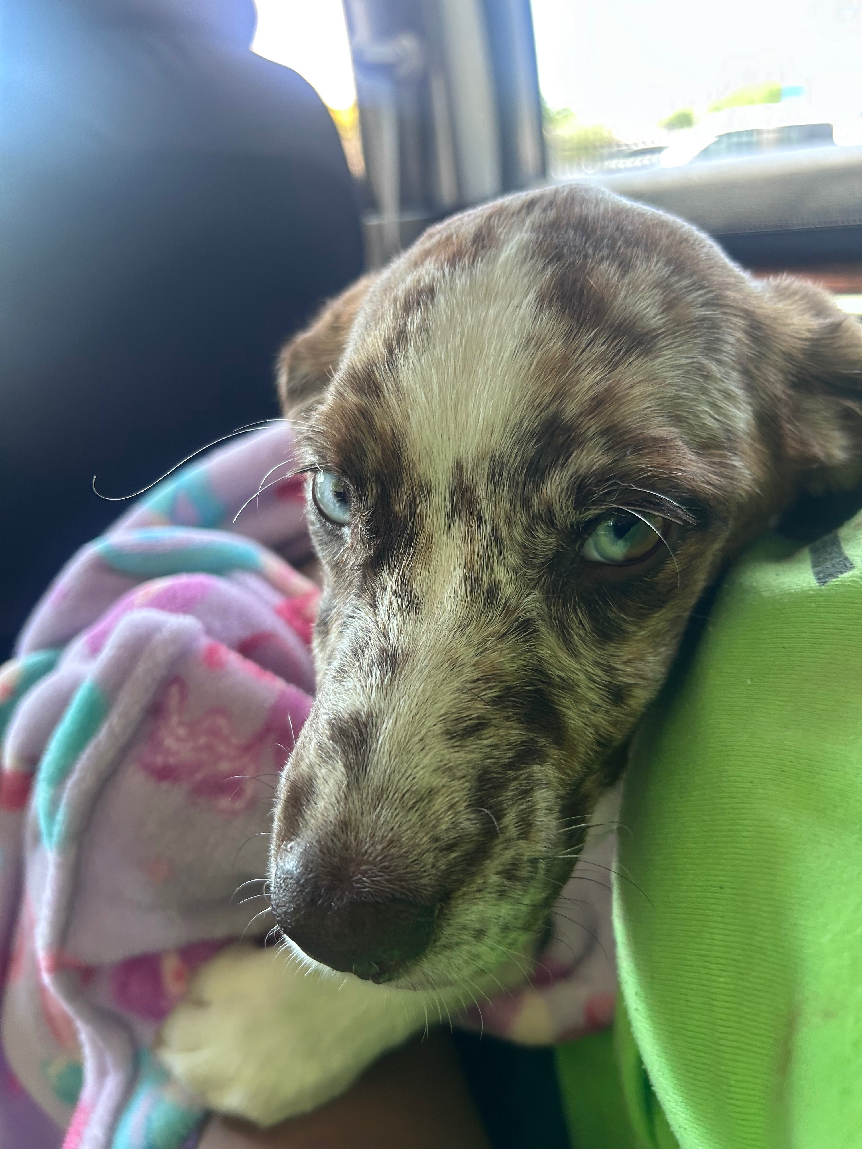 Clover, 9 month old puppy-deserves to survive parvo campaign photo, 5 of 6