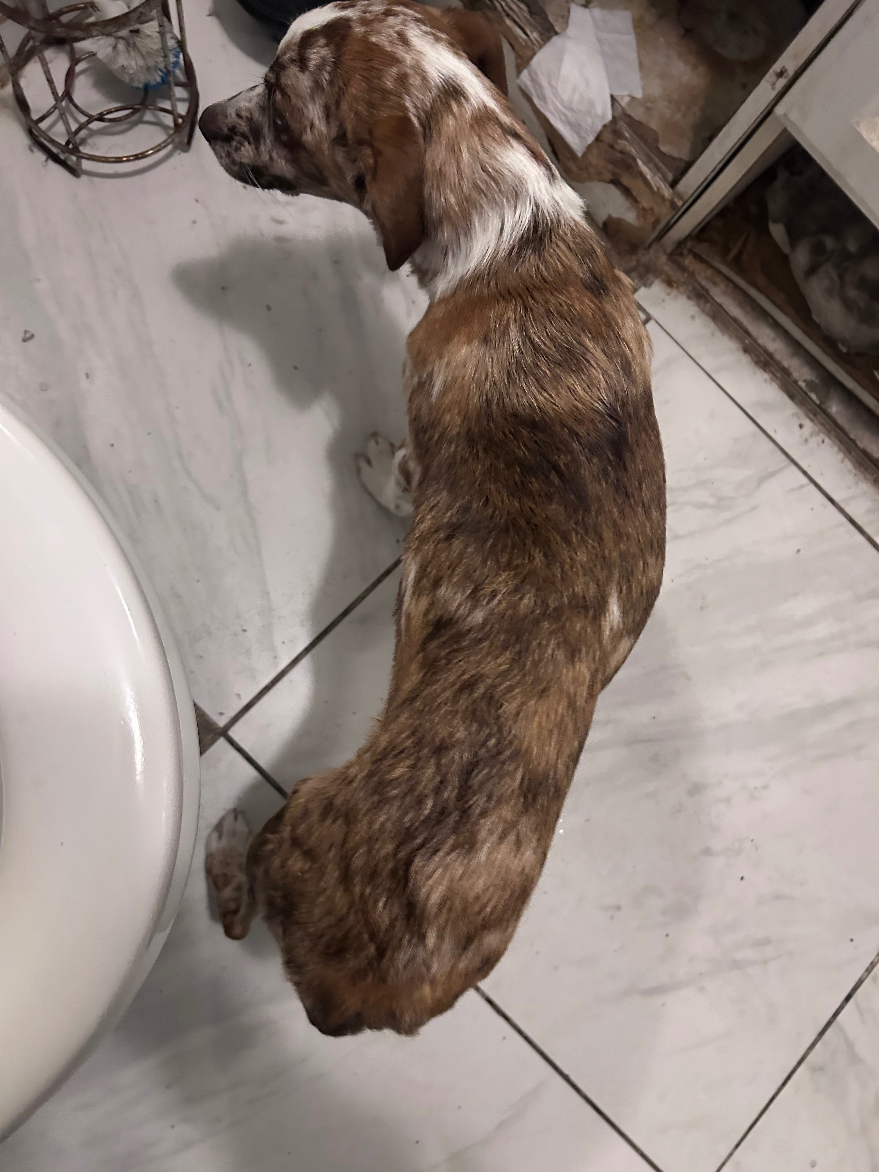 Clover, 9 month old puppy-deserves to survive parvo campaign photo, 2 of 6