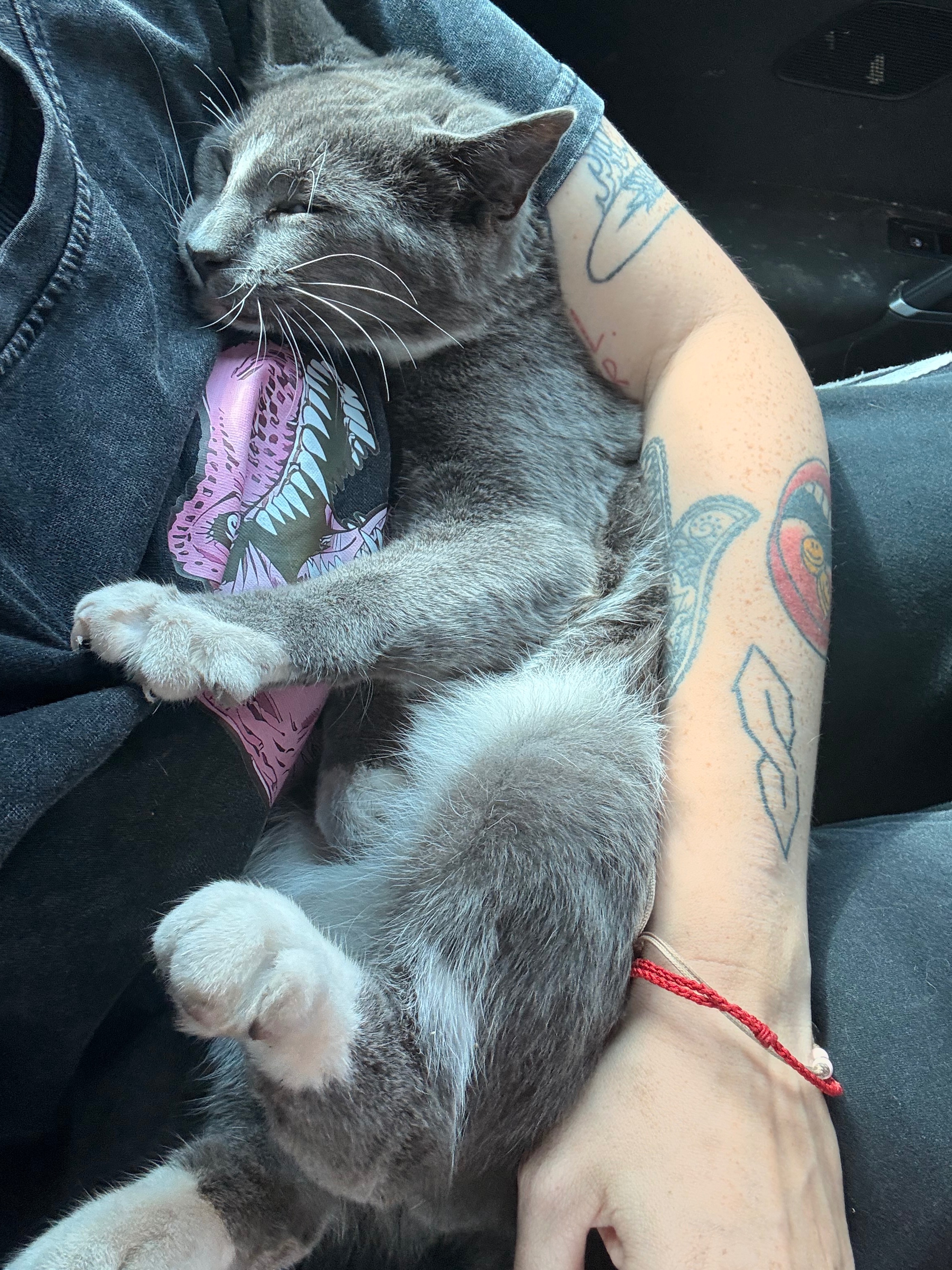 Help Save Our Cats & Puppy After Toxic Exposure campaign photo, 7 of 8