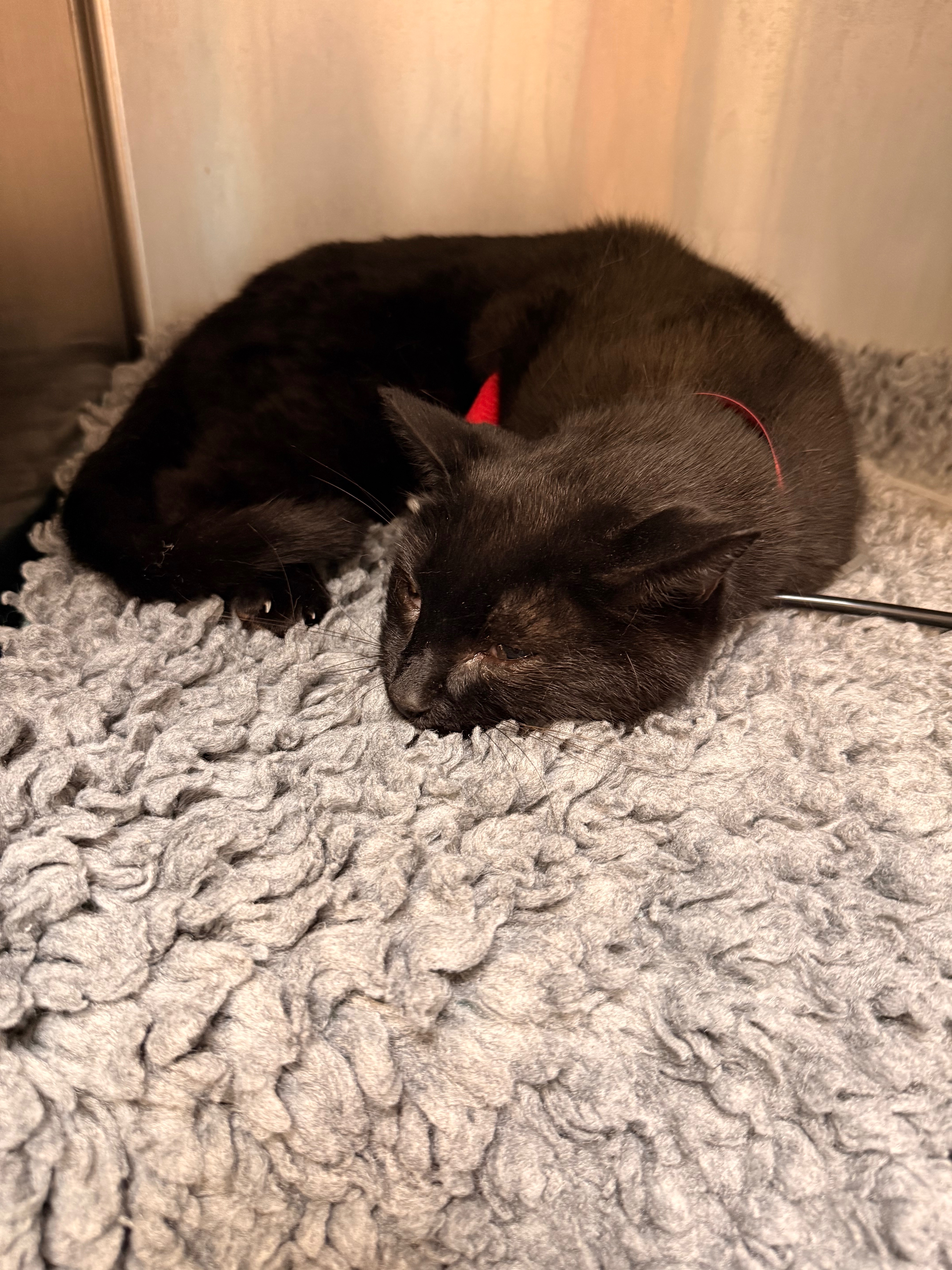 Help Save Our Cats & Puppy After Toxic Exposure campaign photo, 2 of 8