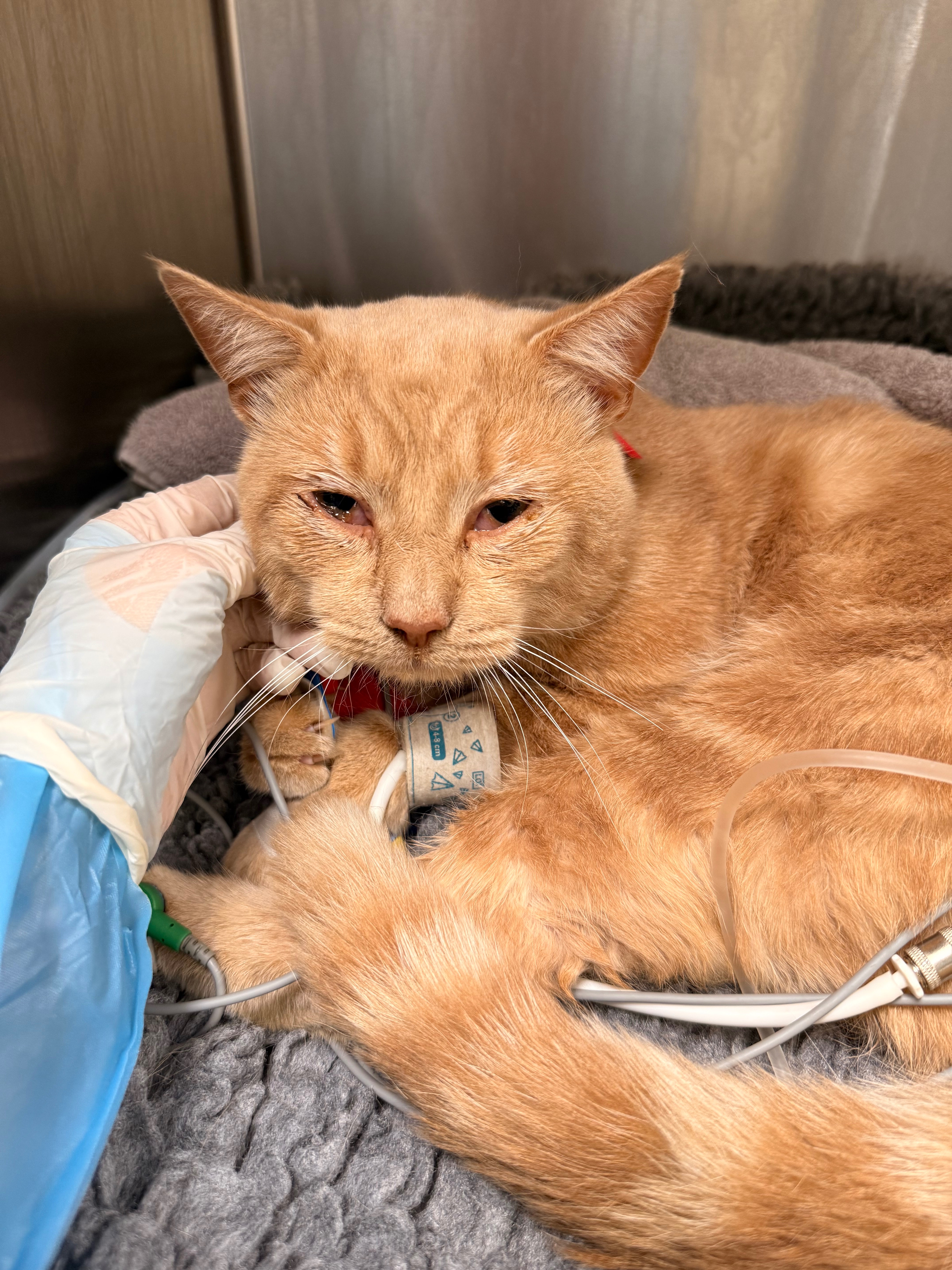 Help Save Our Cats & Puppy After Toxic Exposure campaign photo, 4 of 8