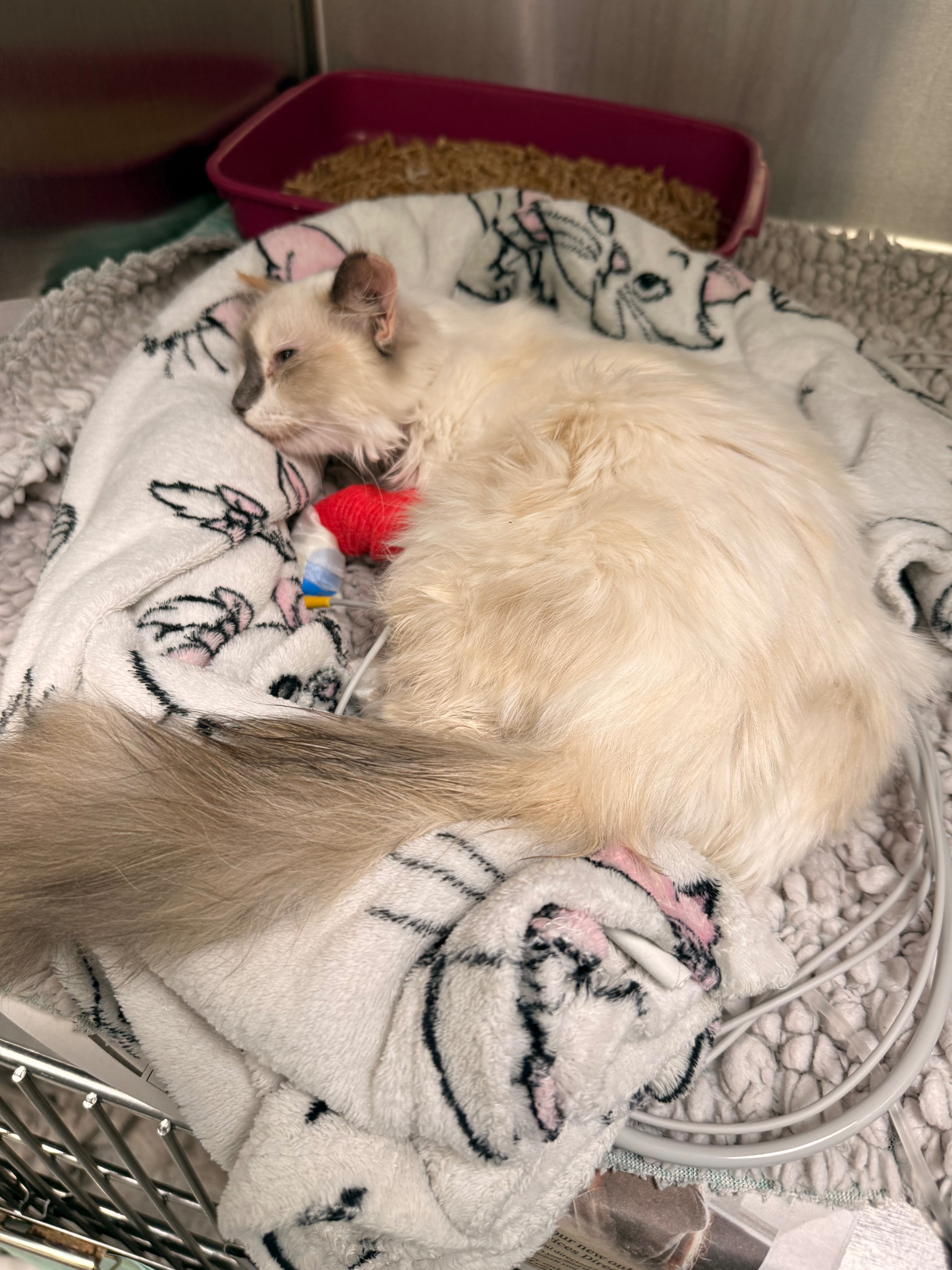 Help Save Our Cats & Puppy After Toxic Exposure campaign photo, 5 of 8