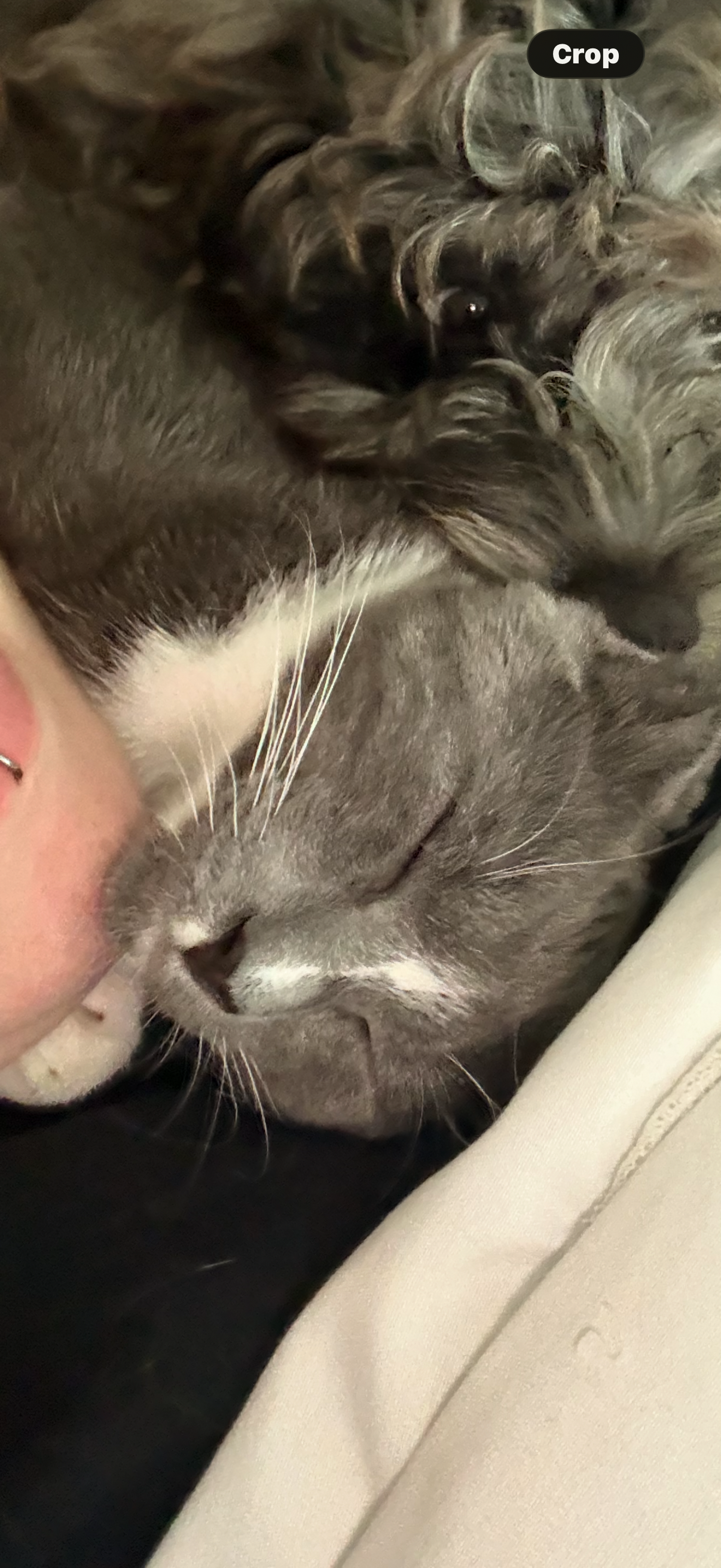 Help Save Our Cats & Puppy After Toxic Exposure campaign photo, 6 of 8