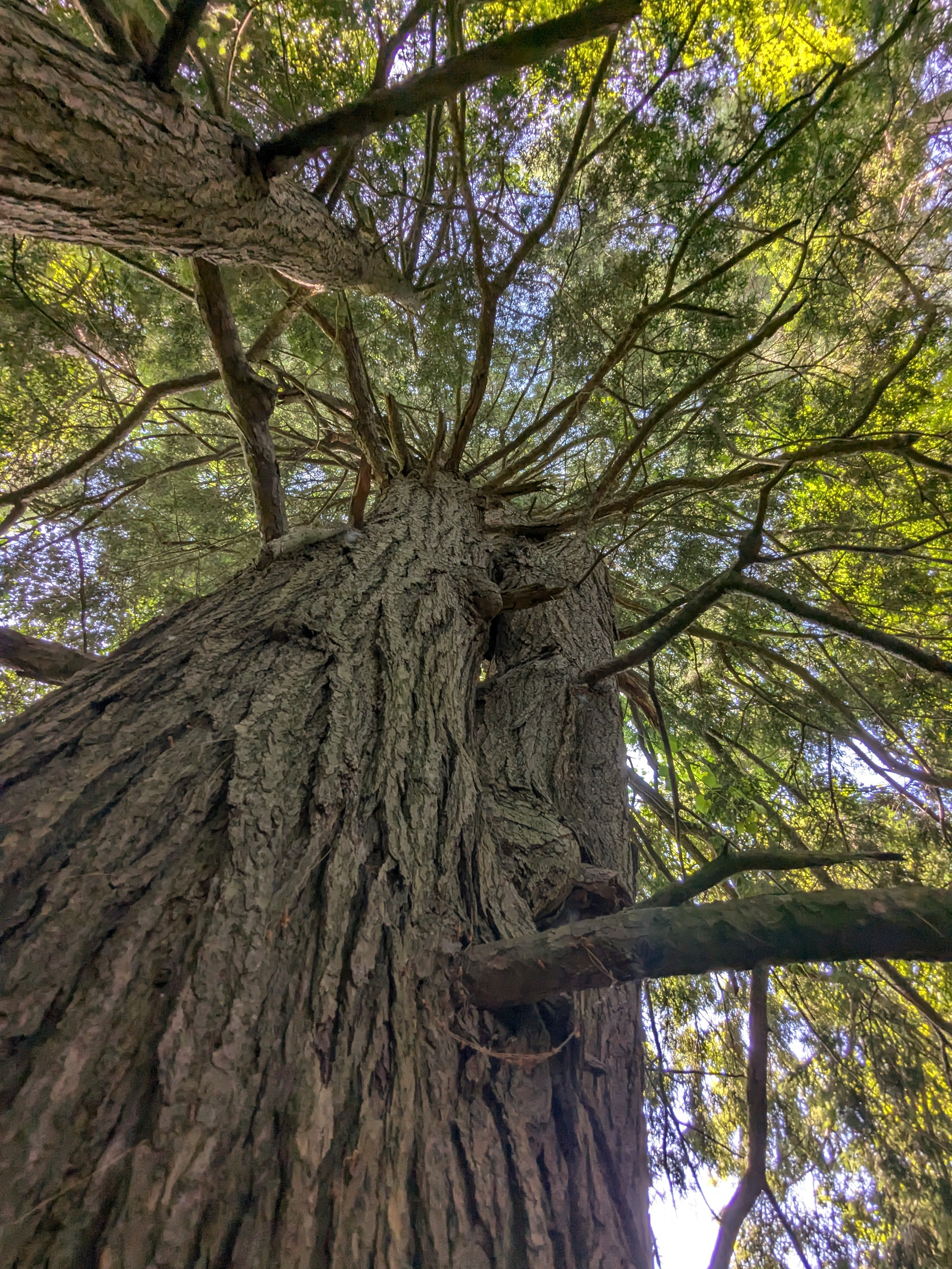 Help Save the Eastern Hemlocks campaign photo, 6 of 7