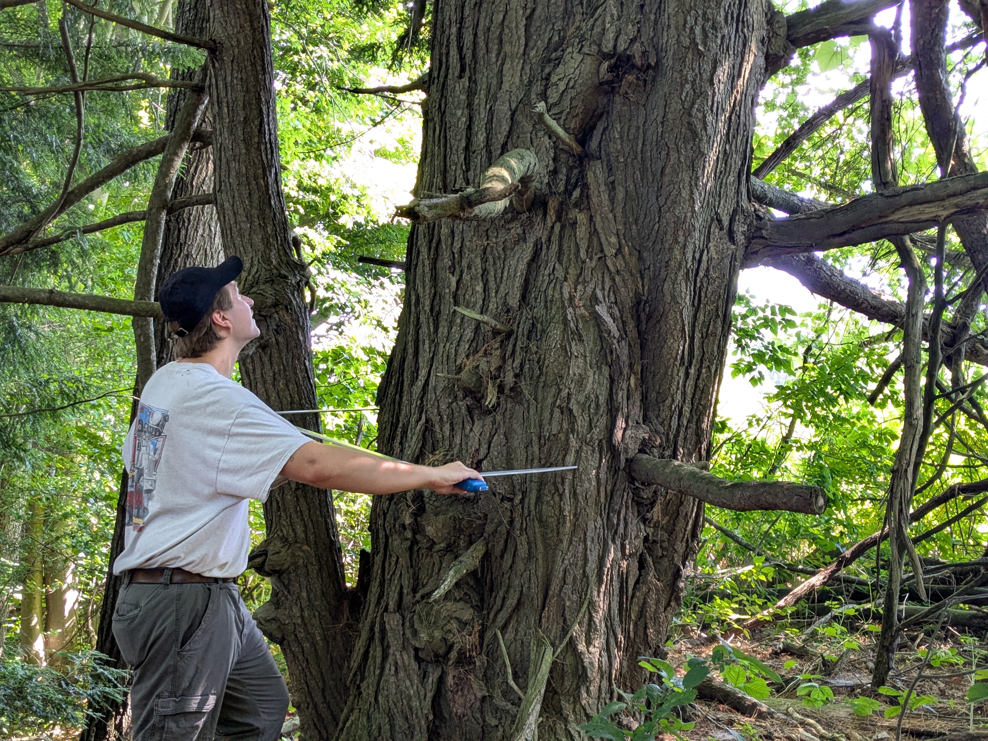 Help Save the Eastern Hemlocks campaign photo, 2 of 7
