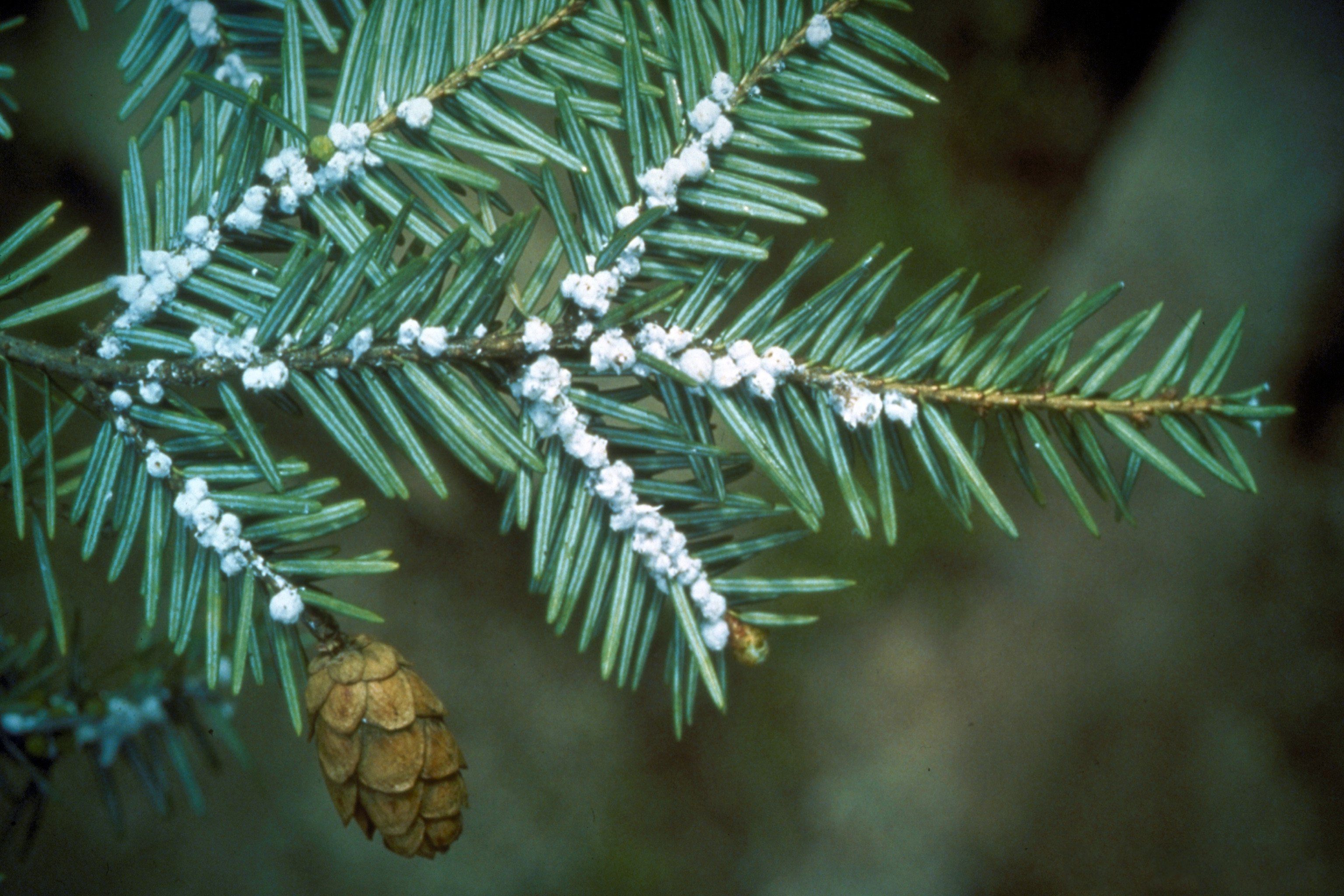 Help Save the Eastern Hemlocks campaign photo, 5 of 7