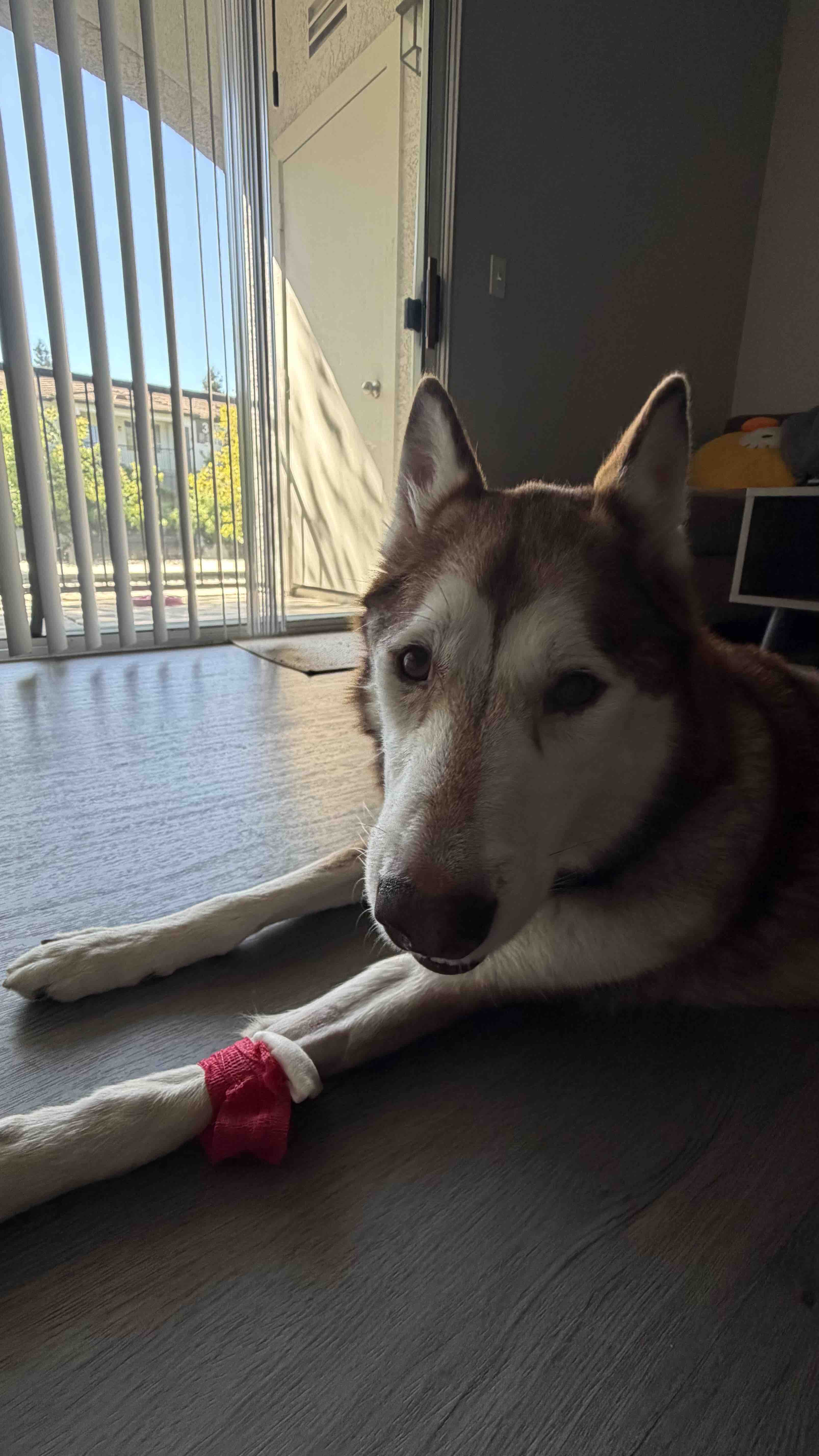 Help Akio Recover and Support His ER Bills campaign photo, 5 of 7