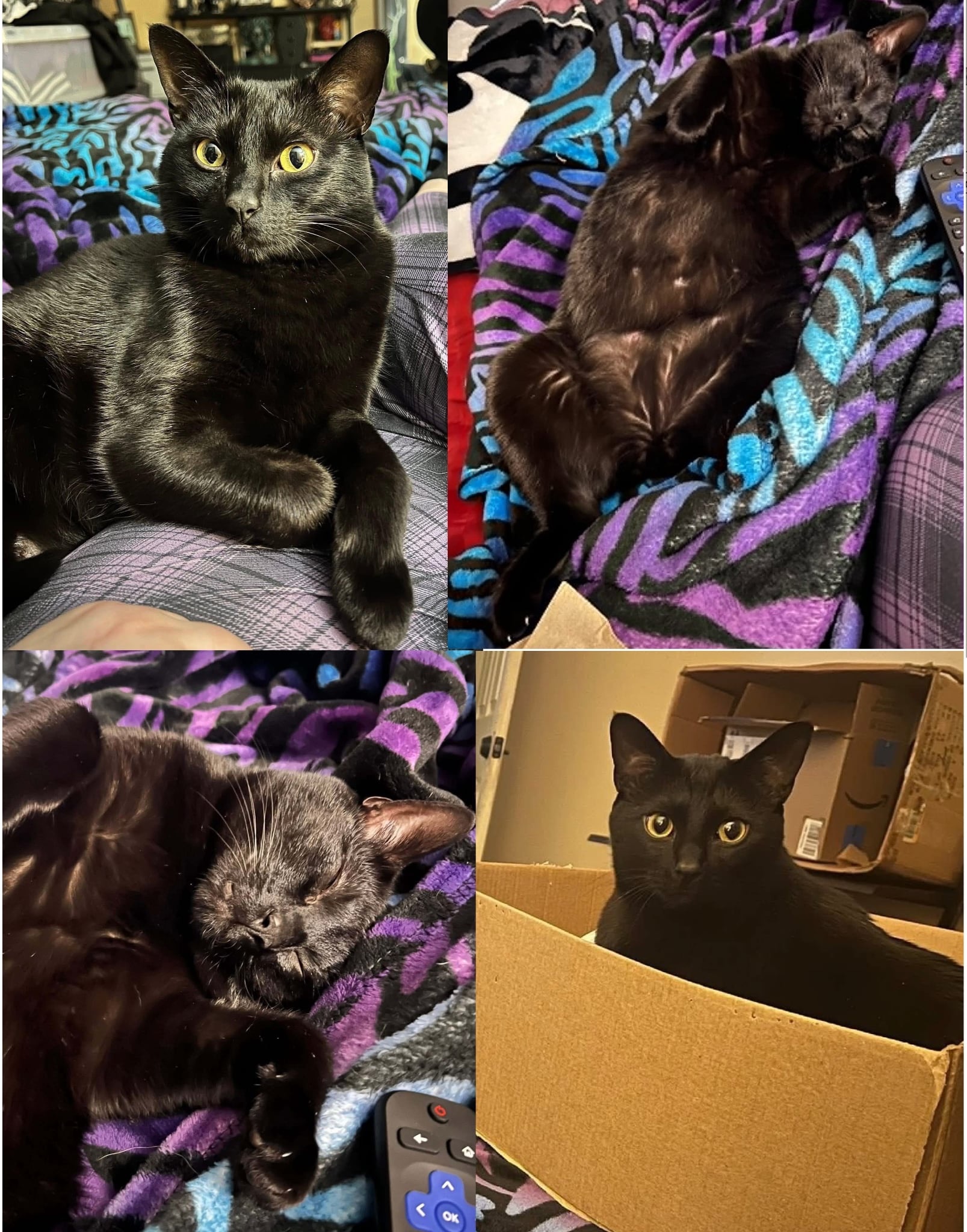 Help My Cat, Jonesy, Recover and Come Home Safe campaign photo, 2 of 5