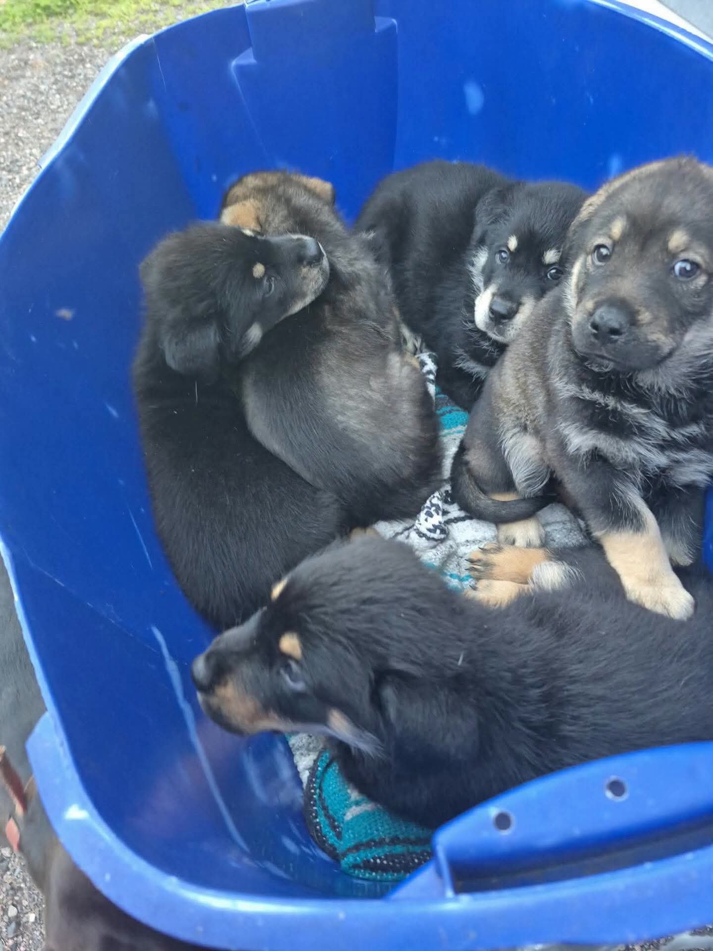 Help Northern Reach Rescue Network Support Wildfire Evacuees campaign photo, 4 of 7