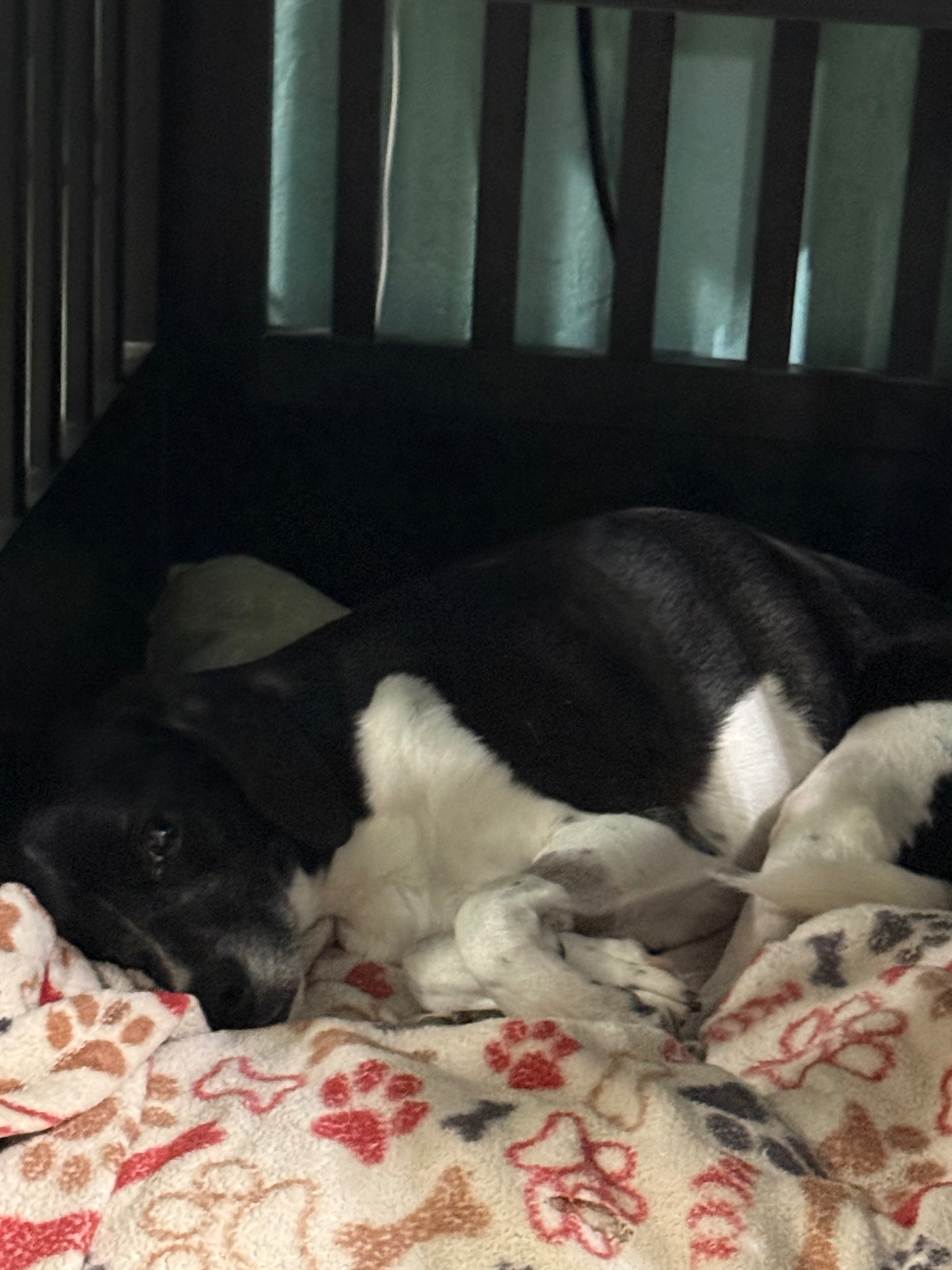 Bergatron Dog Recovery Fund campaign photo, 4 of 5