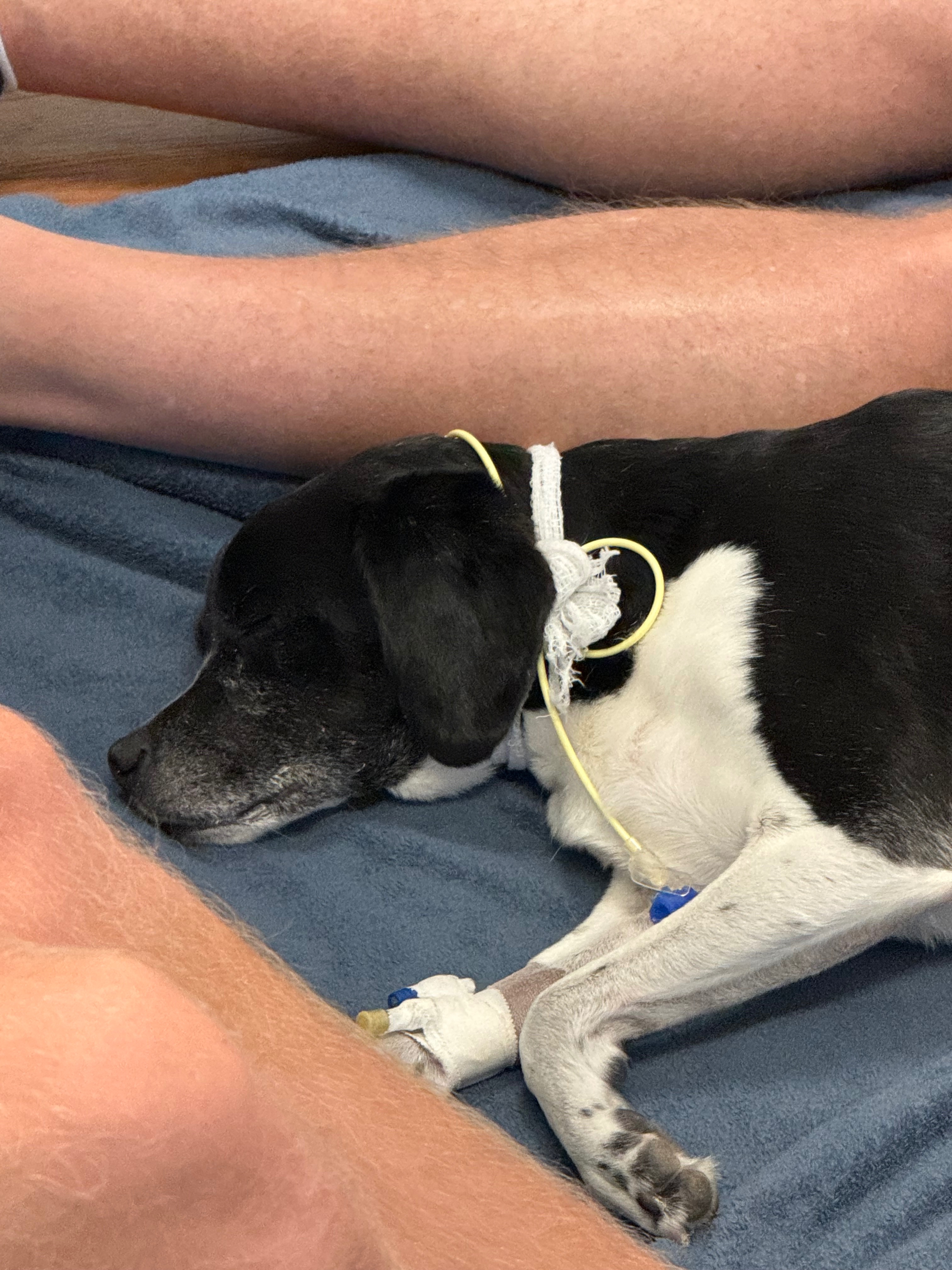 Bergatron Dog Recovery Fund campaign photo, 2 of 5