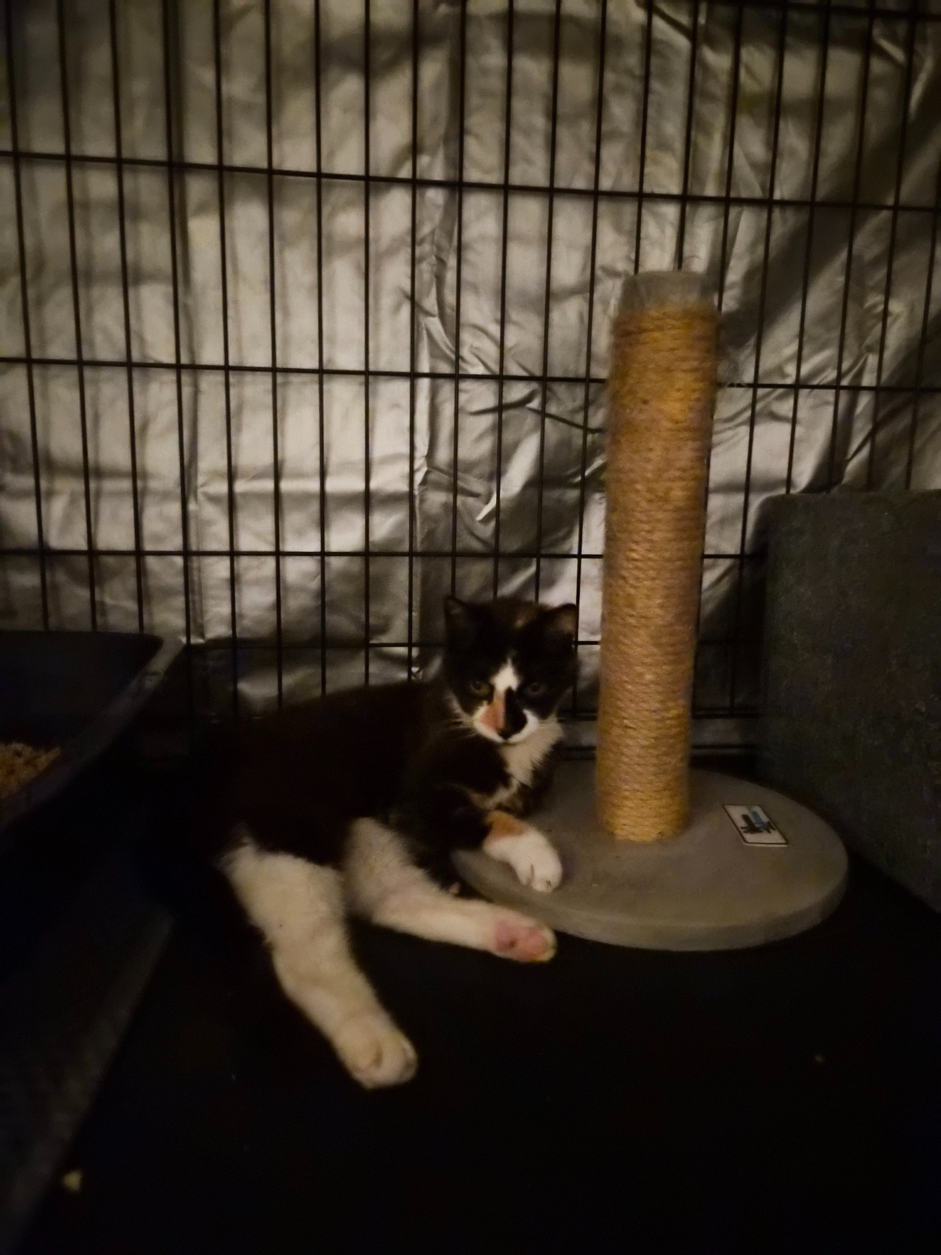 Help Ophelia Get Her Life-Saving Surgery campaign photo, 7 of 8