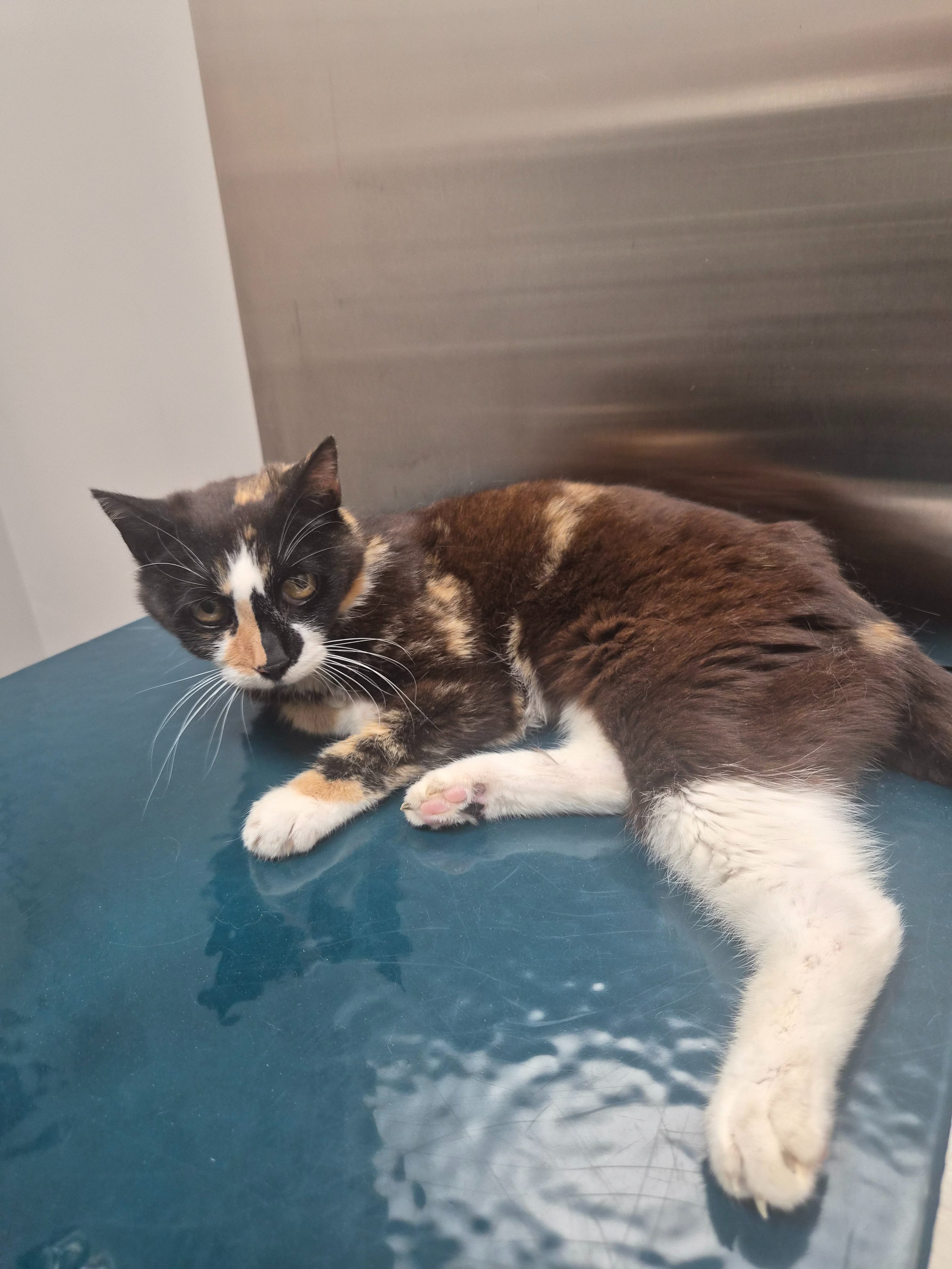 Help Ophelia Get Her Life-Saving Surgery campaign photo, 4 of 8