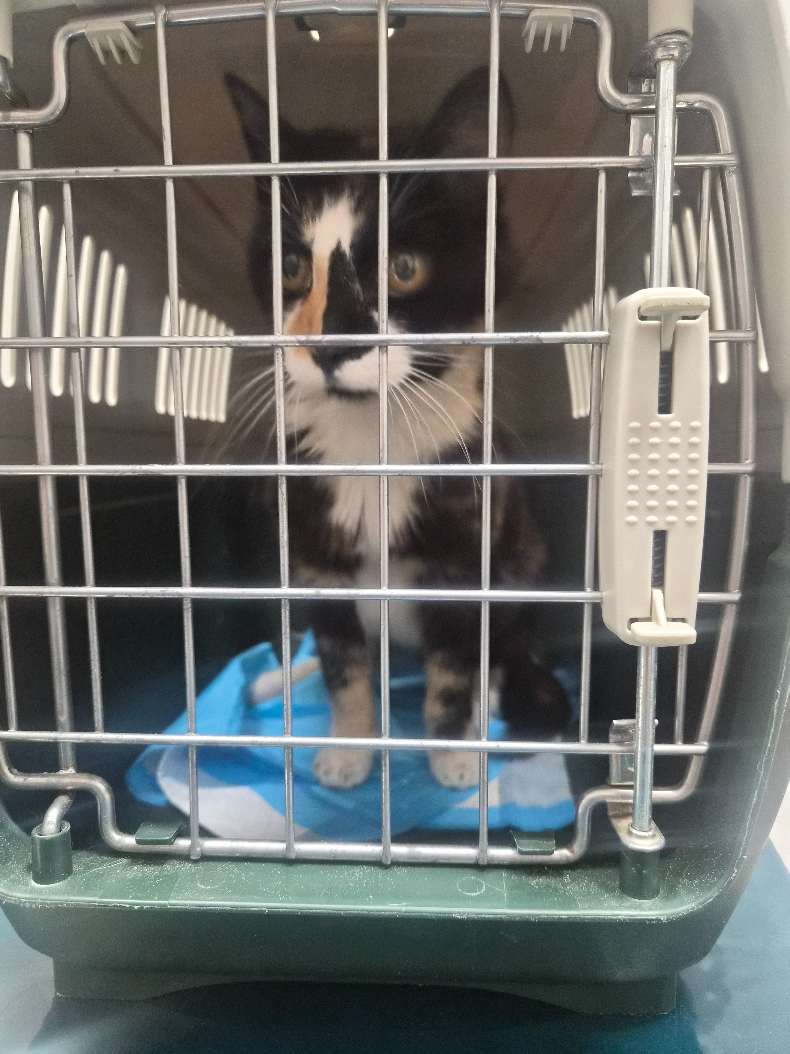 Help Ophelia Get Her Life-Saving Surgery campaign photo, 2 of 8