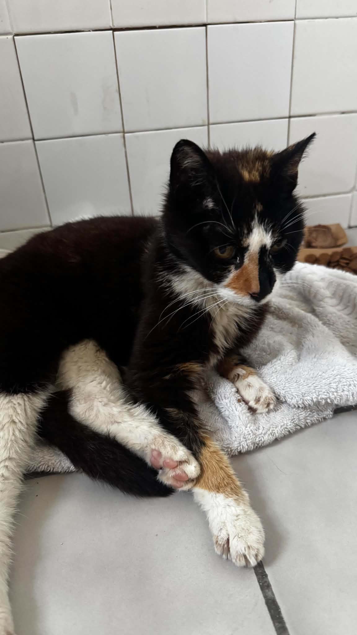 Help Ophelia Get Her Life-Saving Surgery campaign photo, 6 of 8