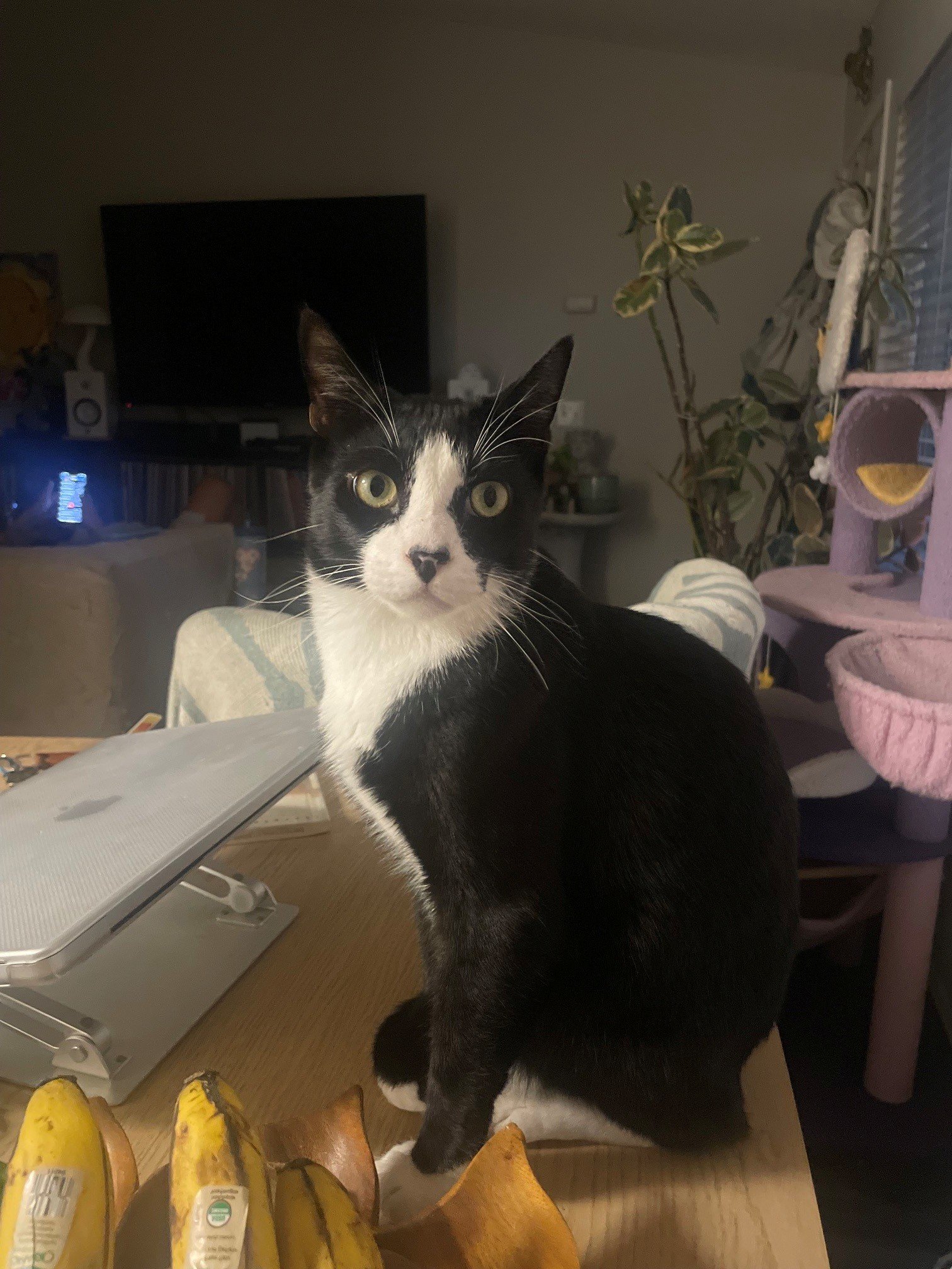 Help Save Calcifer’s Life with Emergency Care campaign photo, 2 of 8