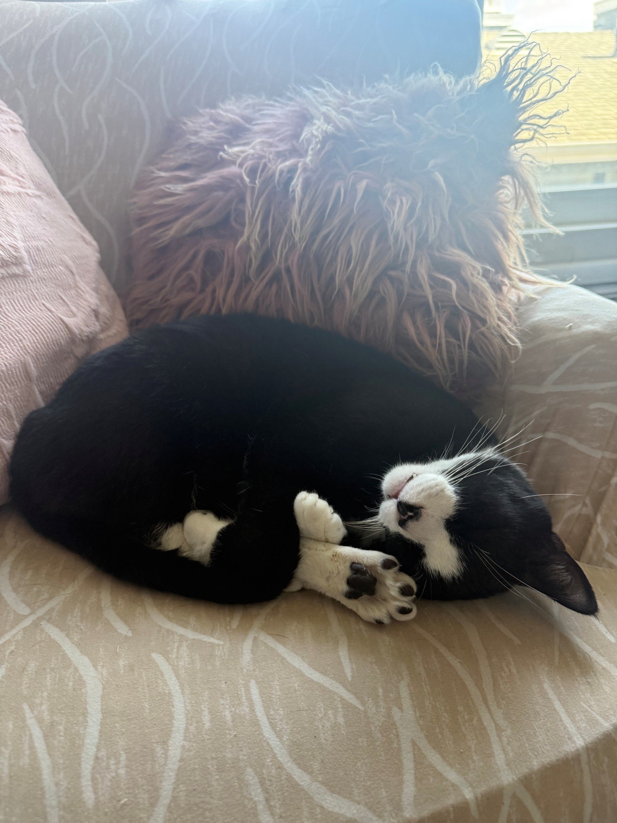 Help Save Calcifer’s Life with Emergency Care campaign photo, 4 of 8