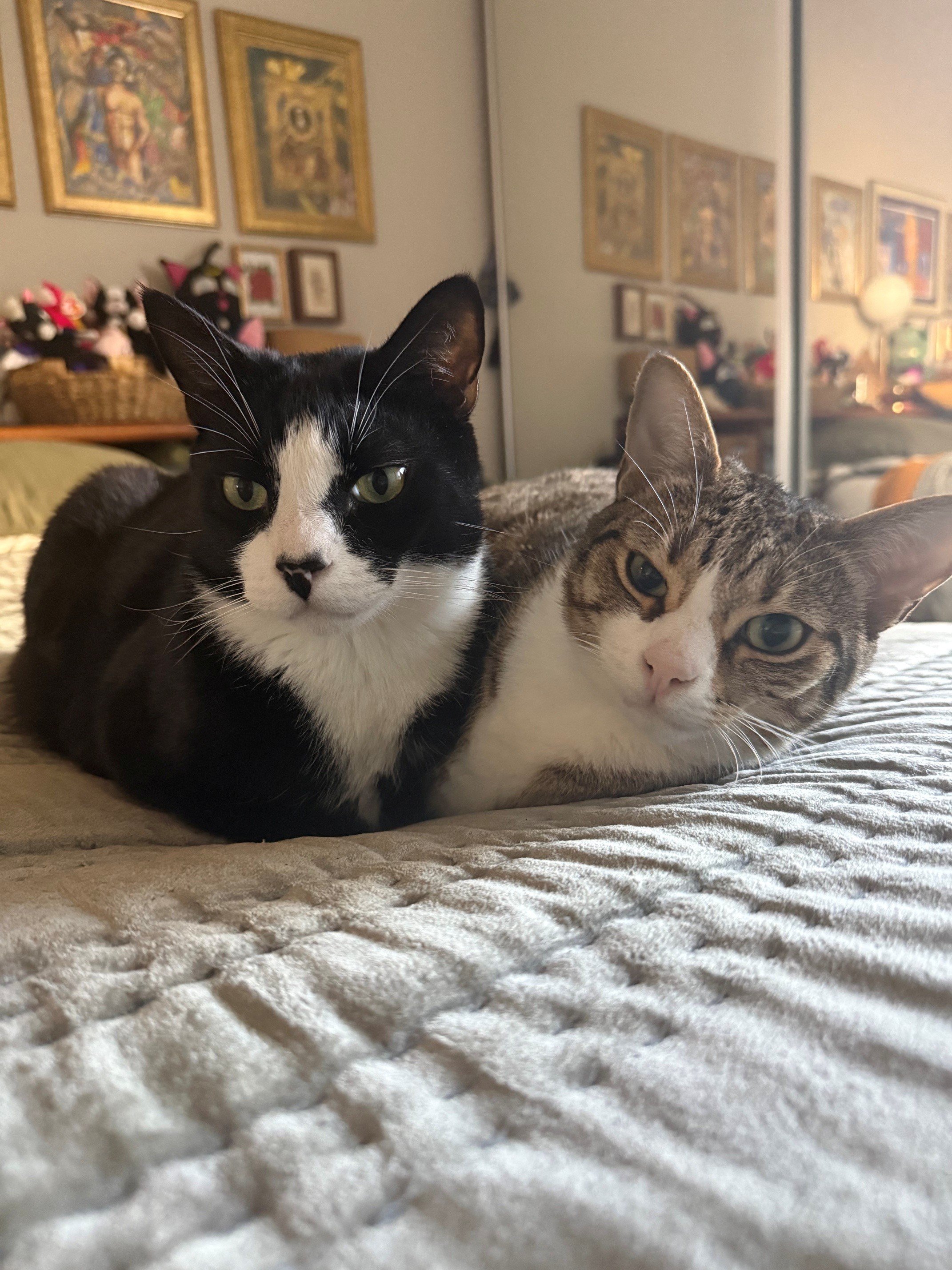 Help Save Calcifer’s Life with Emergency Care campaign photo, 5 of 8