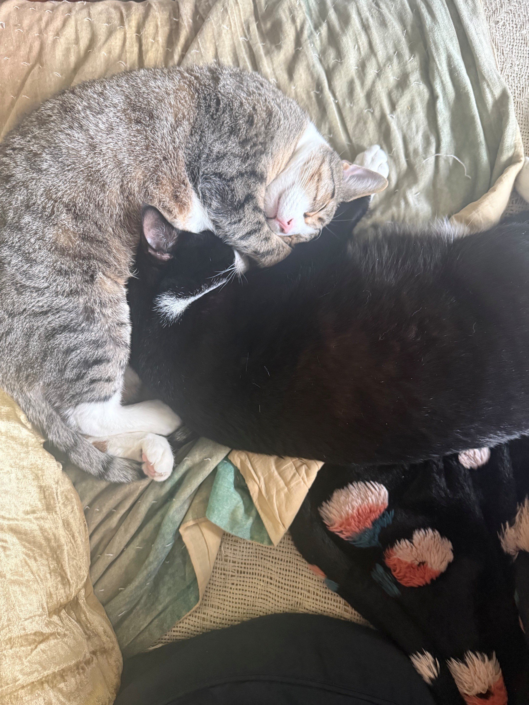Help Save Calcifer’s Life with Emergency Care campaign photo, 6 of 8