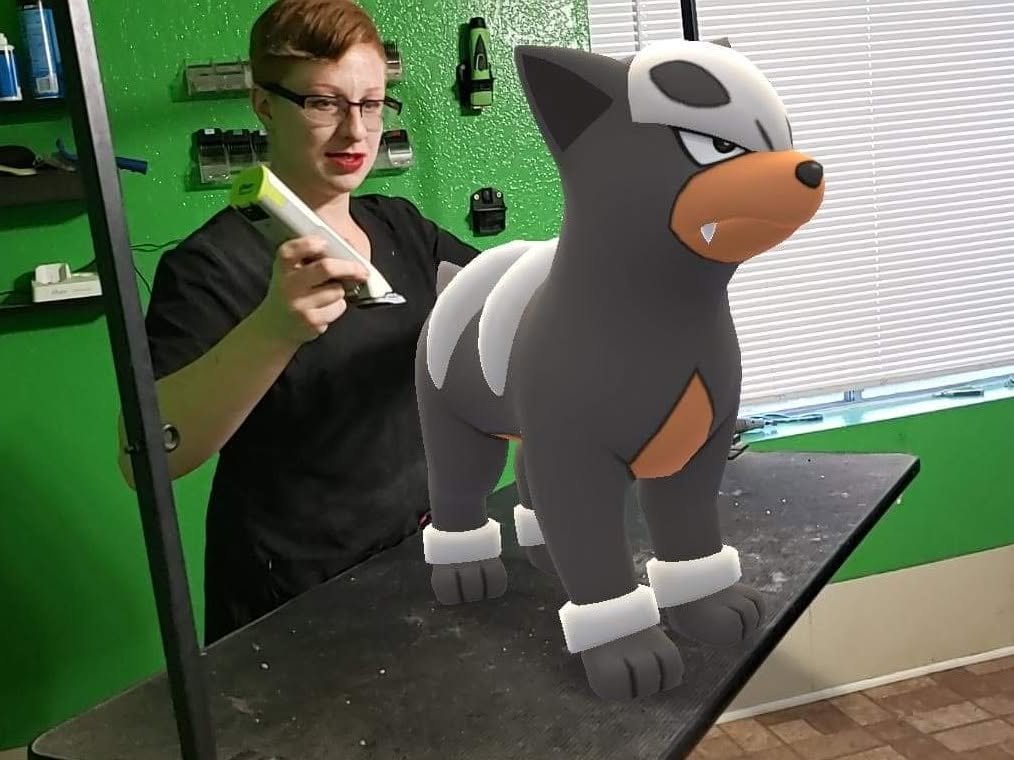 Help The Altered Dog Move Through Health Hiatus campaign photo, 2 of 8