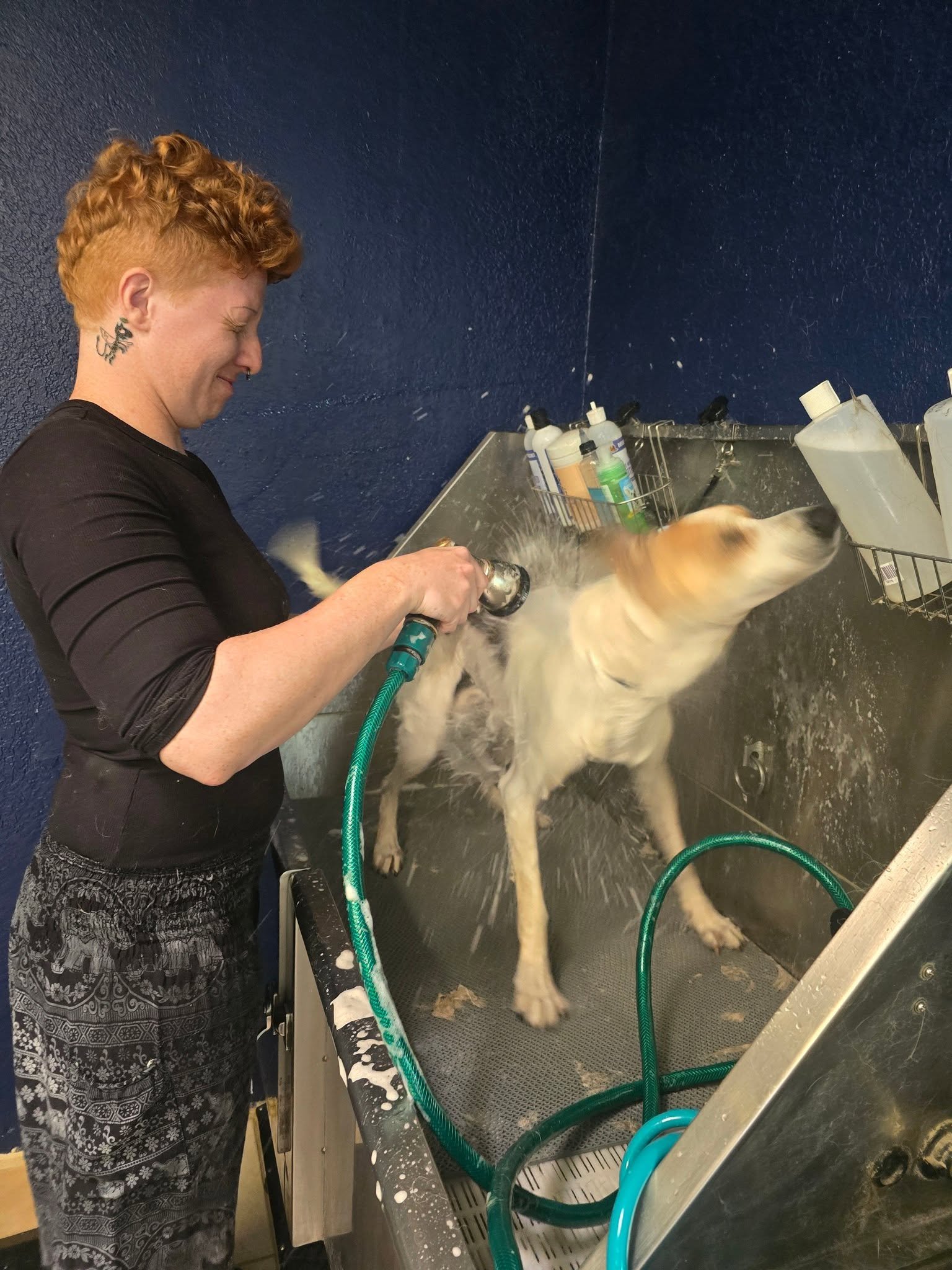 Help The Altered Dog Move Through Health Hiatus campaign photo, 5 of 8