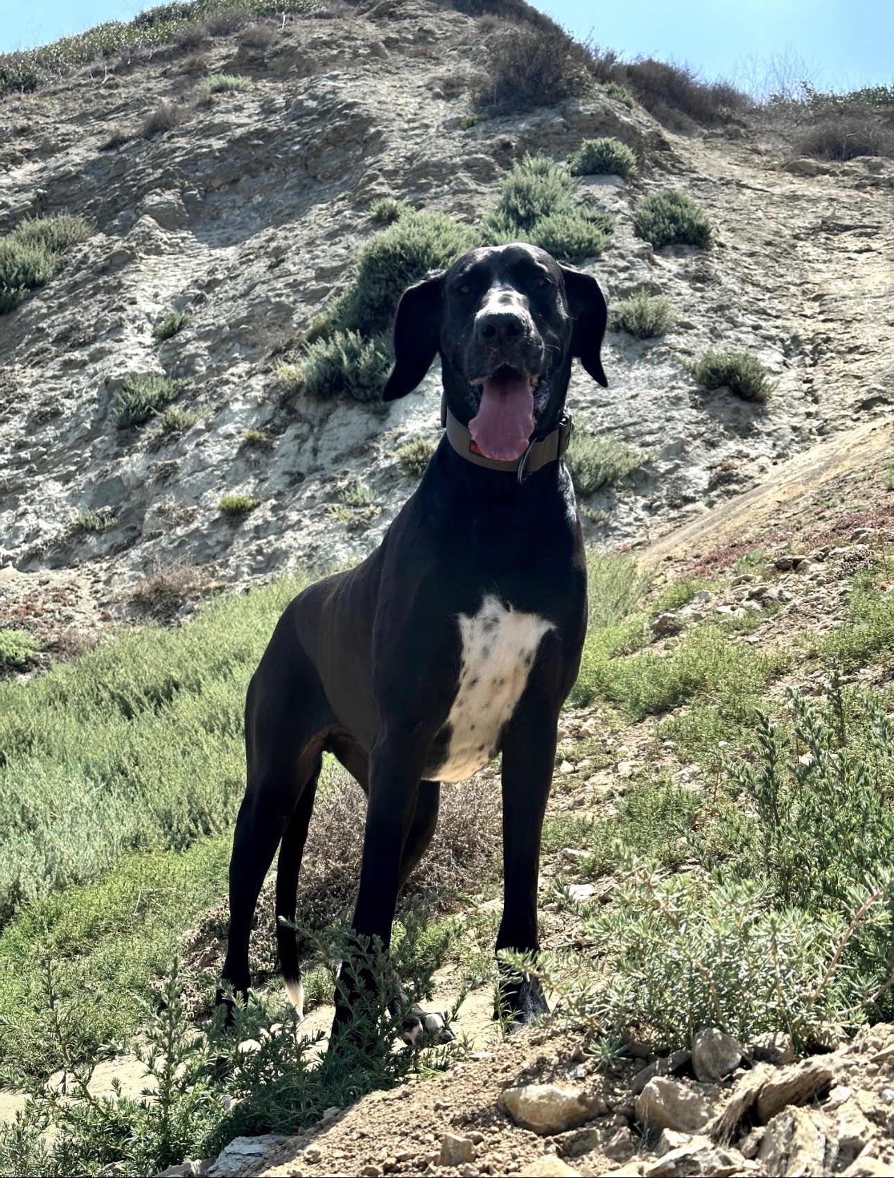 Fundraiser by Codee White : Save Widow: A Heroic Great Dane's Battle
