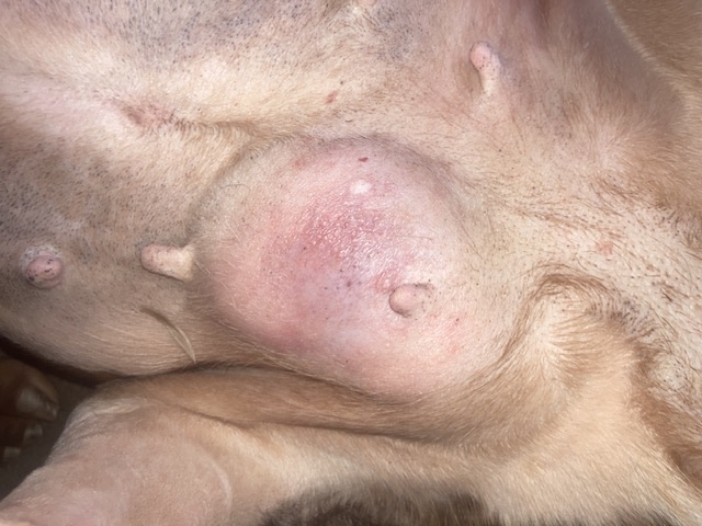 Help My Assistance Dog Get Life-Saving Surgery campaign photo, 2 of 7