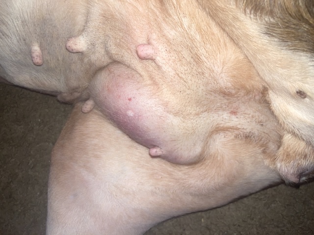 Help My Assistance Dog Get Life-Saving Surgery campaign photo, 5 of 7