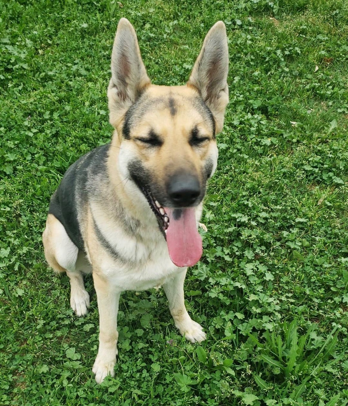 Help Princess Leia Get Medical Care campaign photo, 4 of 8